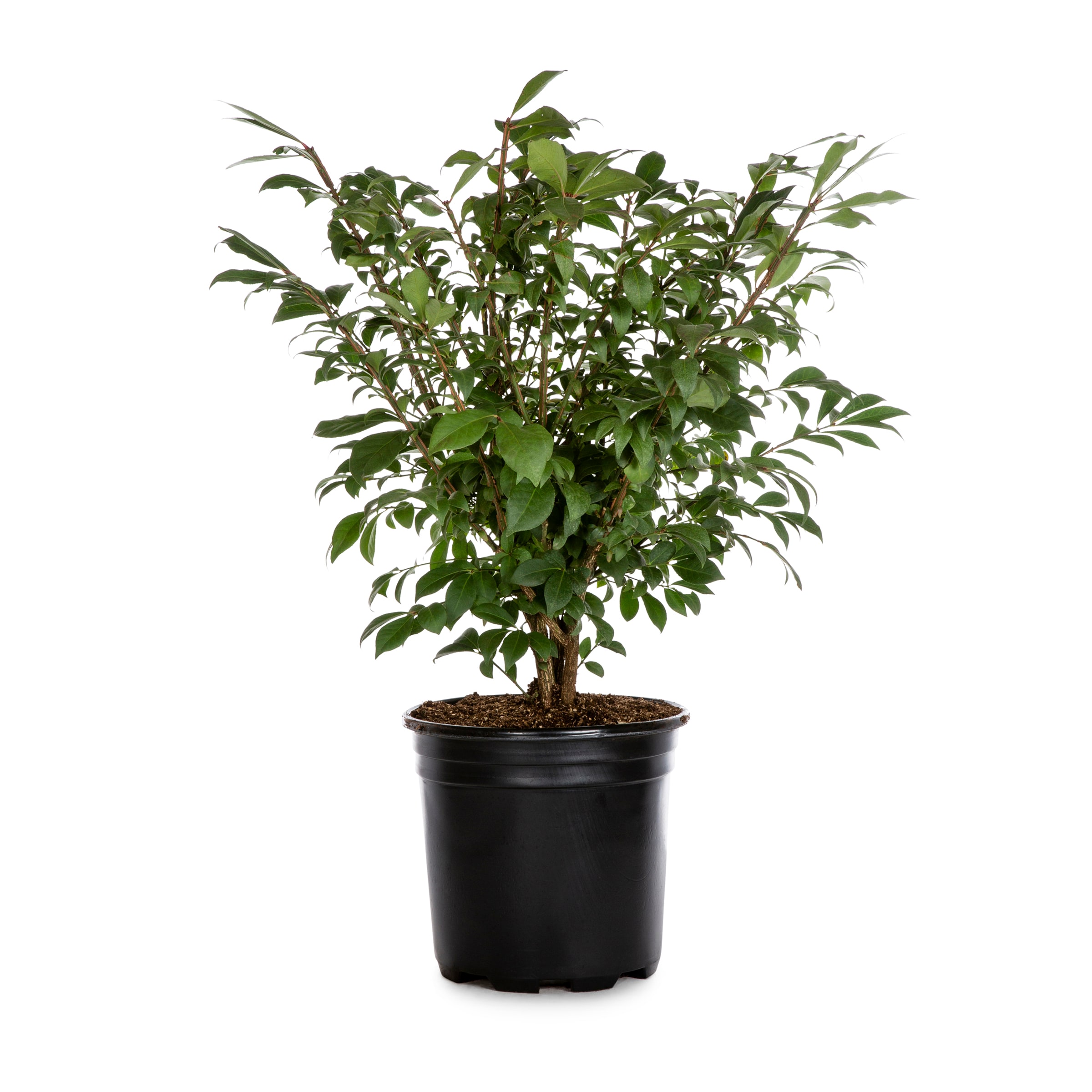 Lowe's Burning Bush Foundation/Hedge Shrub in 1.5-Gallon (s) Pot in the ...