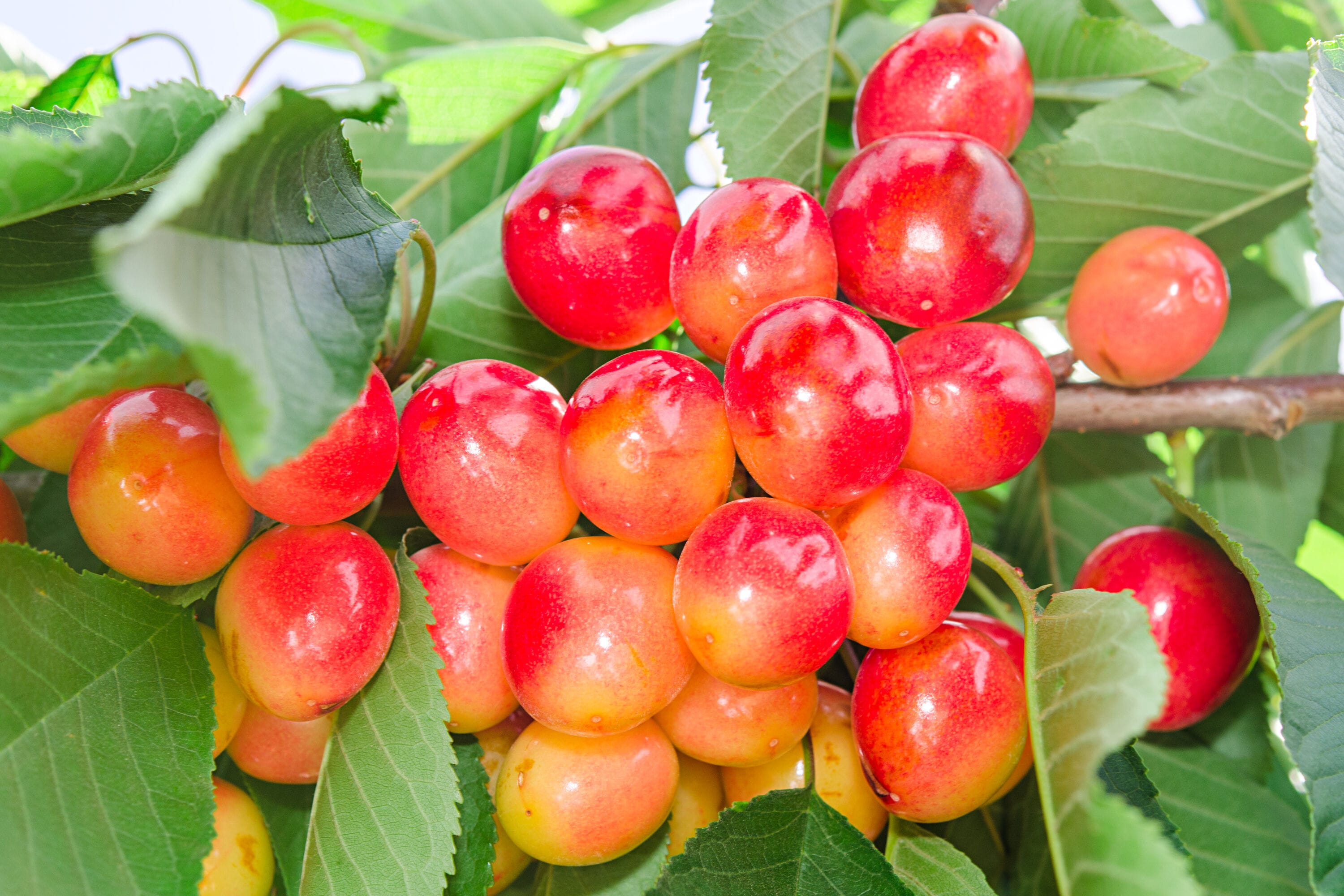 Online Orchards Royal Ann Cherry Tree - Prunus avium - Bare Root Fruit  Plant - Full Sun, Attracts Butterflies & Pollinators - Summer Harvest -  Zone 5 in the Fruit Plants department at