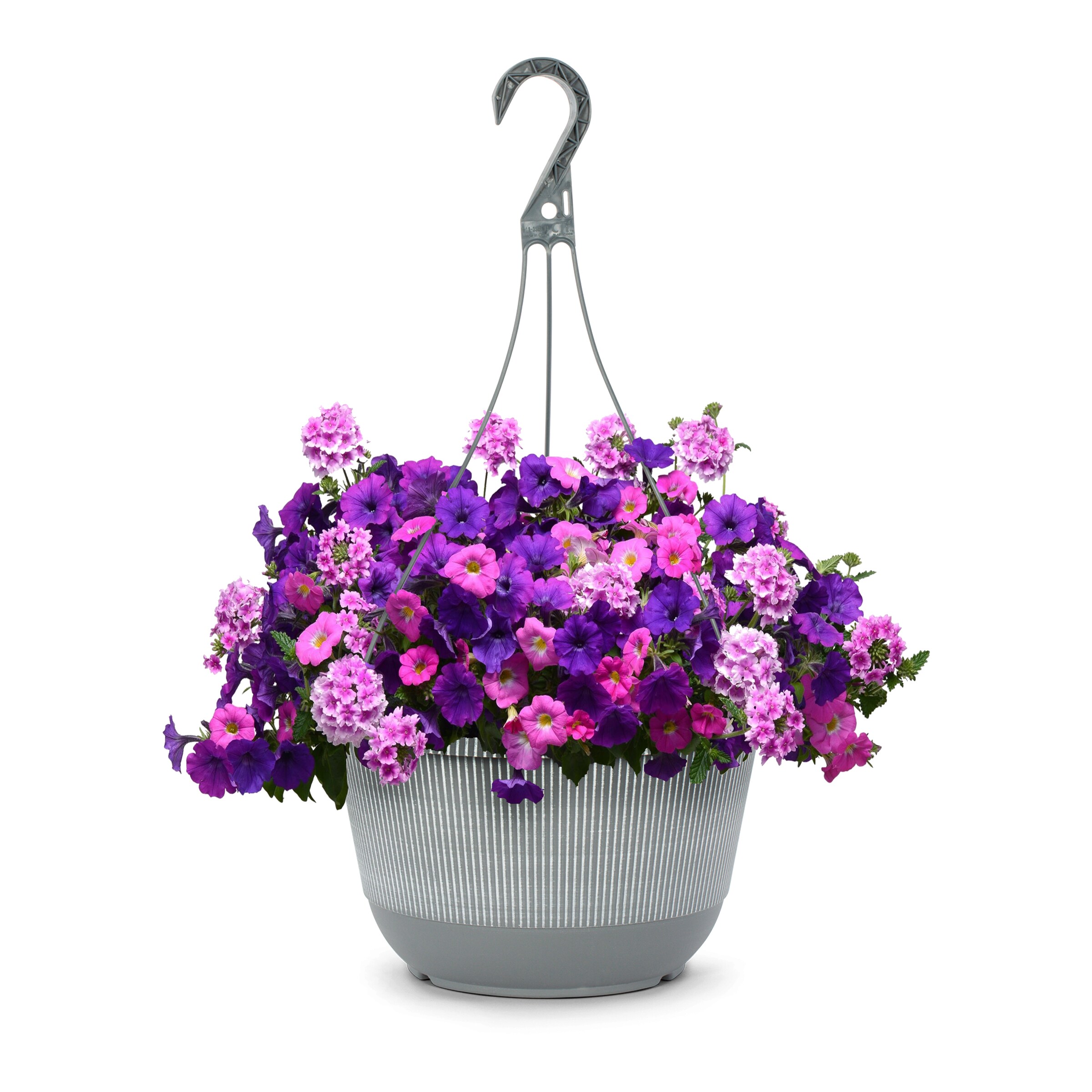 Lowe's NURSERY Multicolor Caladium, elephant ears in 1.15 Gallon(s) Planter 2 -Pack