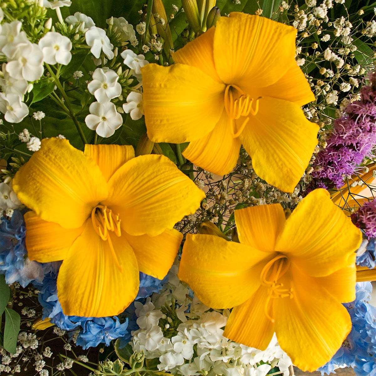 Spring Hill Nurseries 60049 Yellow in 1-Pack Bareroot
