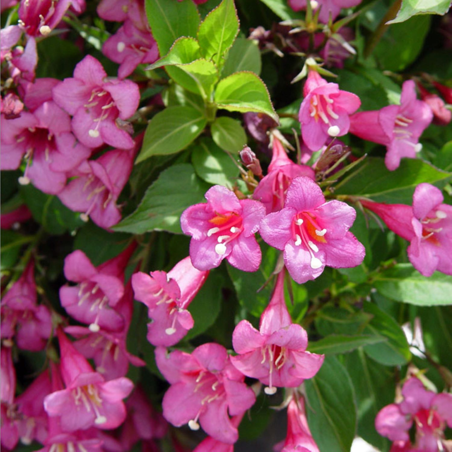  O911803 Rumba Weigela Flowering Shrub in 2.25 -Gallon Pot 1 -Pack