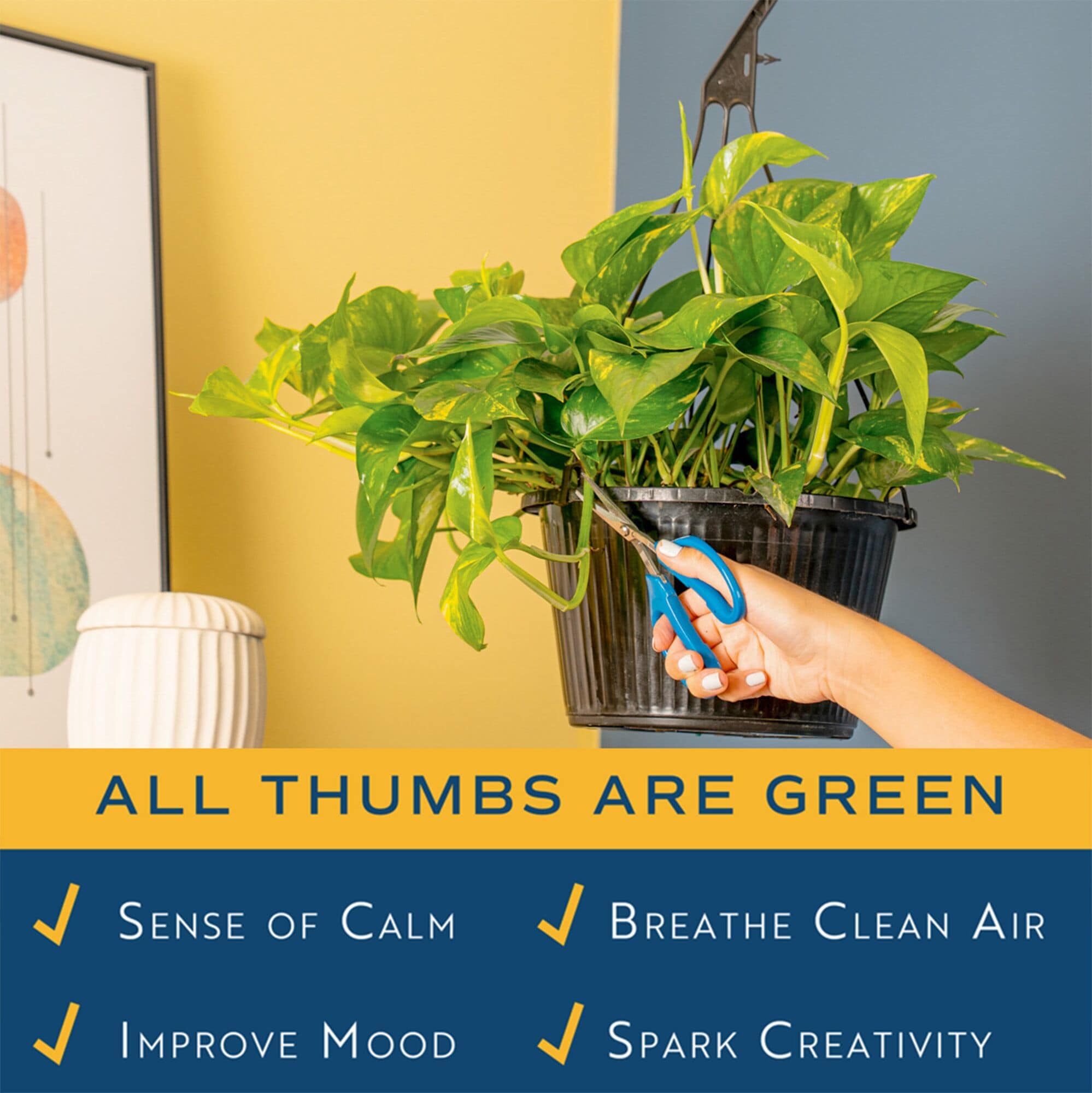 pothos vs devils ivy Devil's Ivy – Pothos Plant (Epipremnum aureum) main image 0