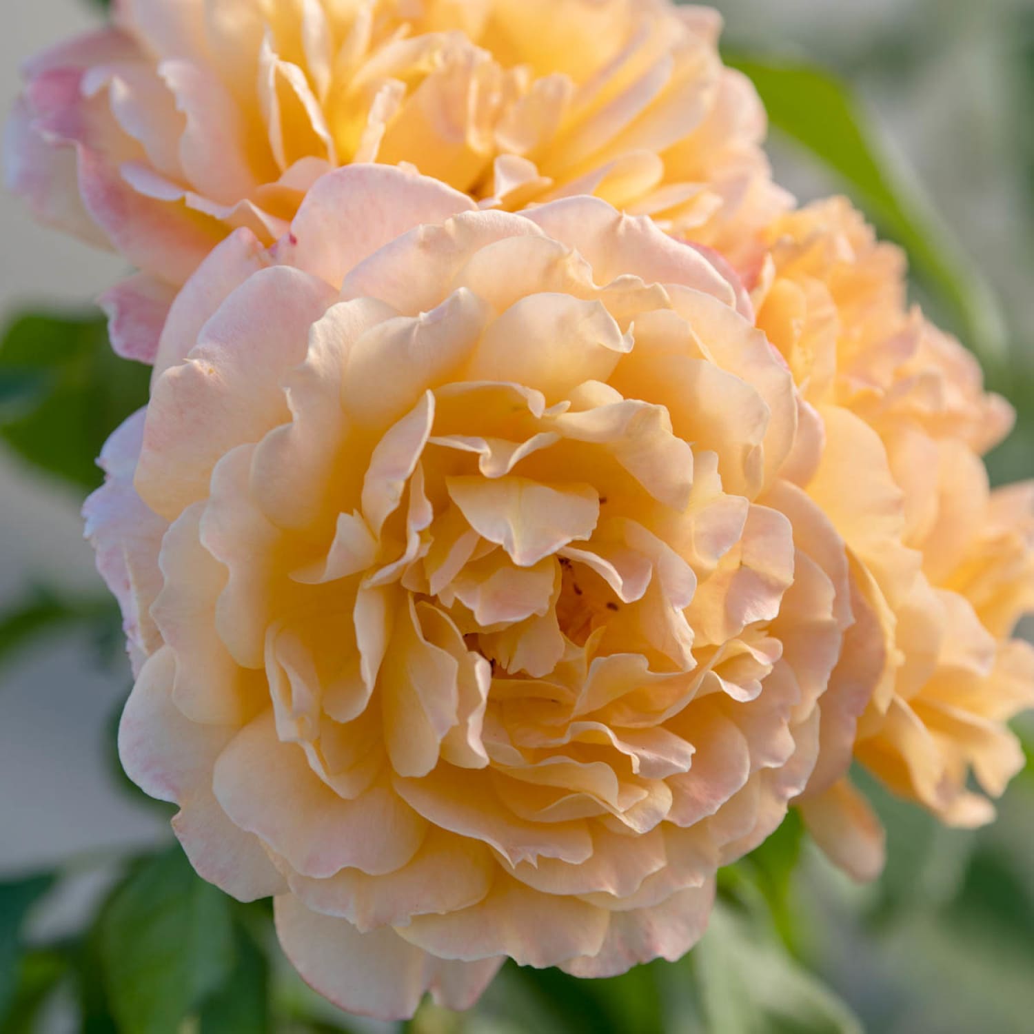 Spring Hill Nurseries 85029 roses - View #2