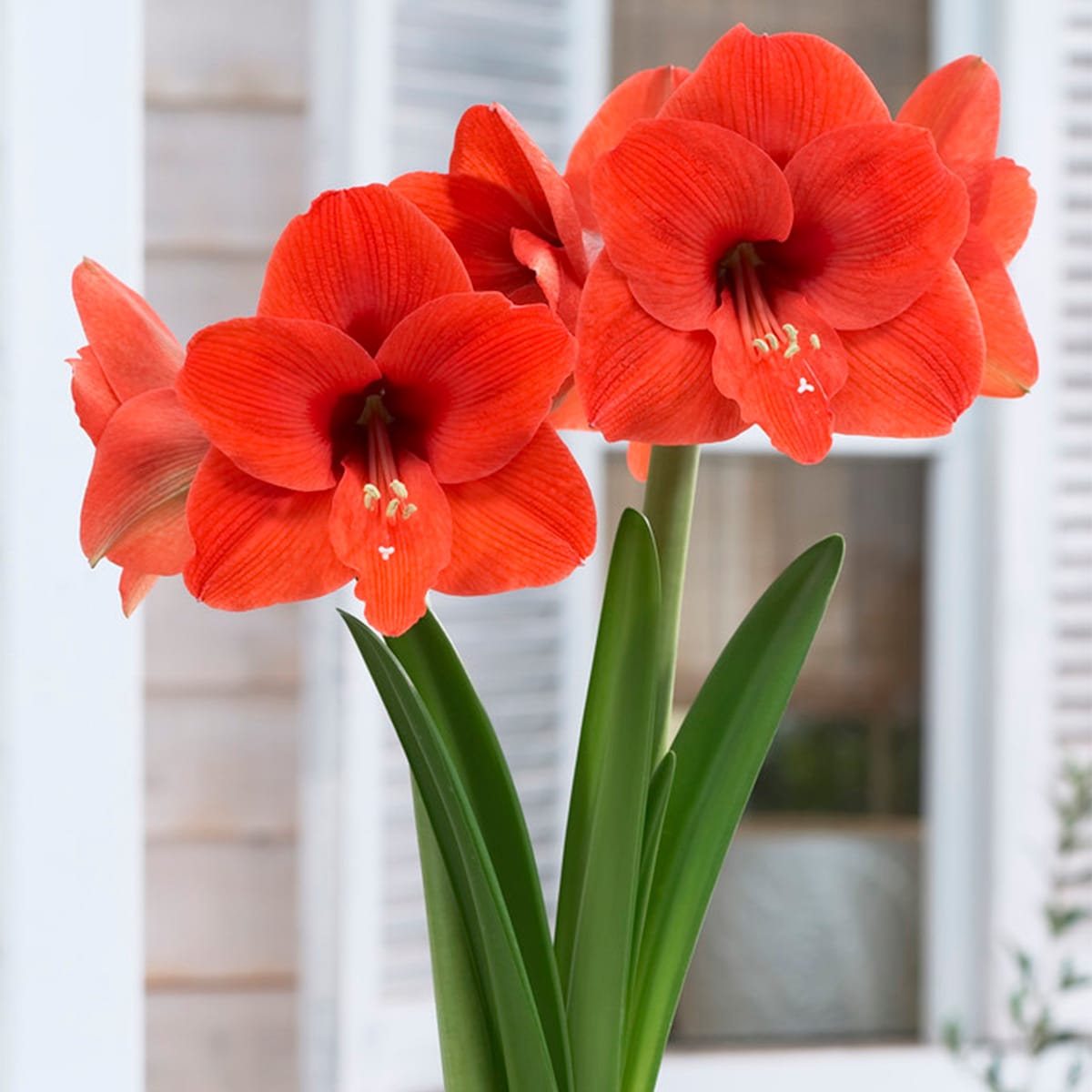 Van Zyverden Amaryllis Naranja Bulbs in the Plant Bulbs department at  