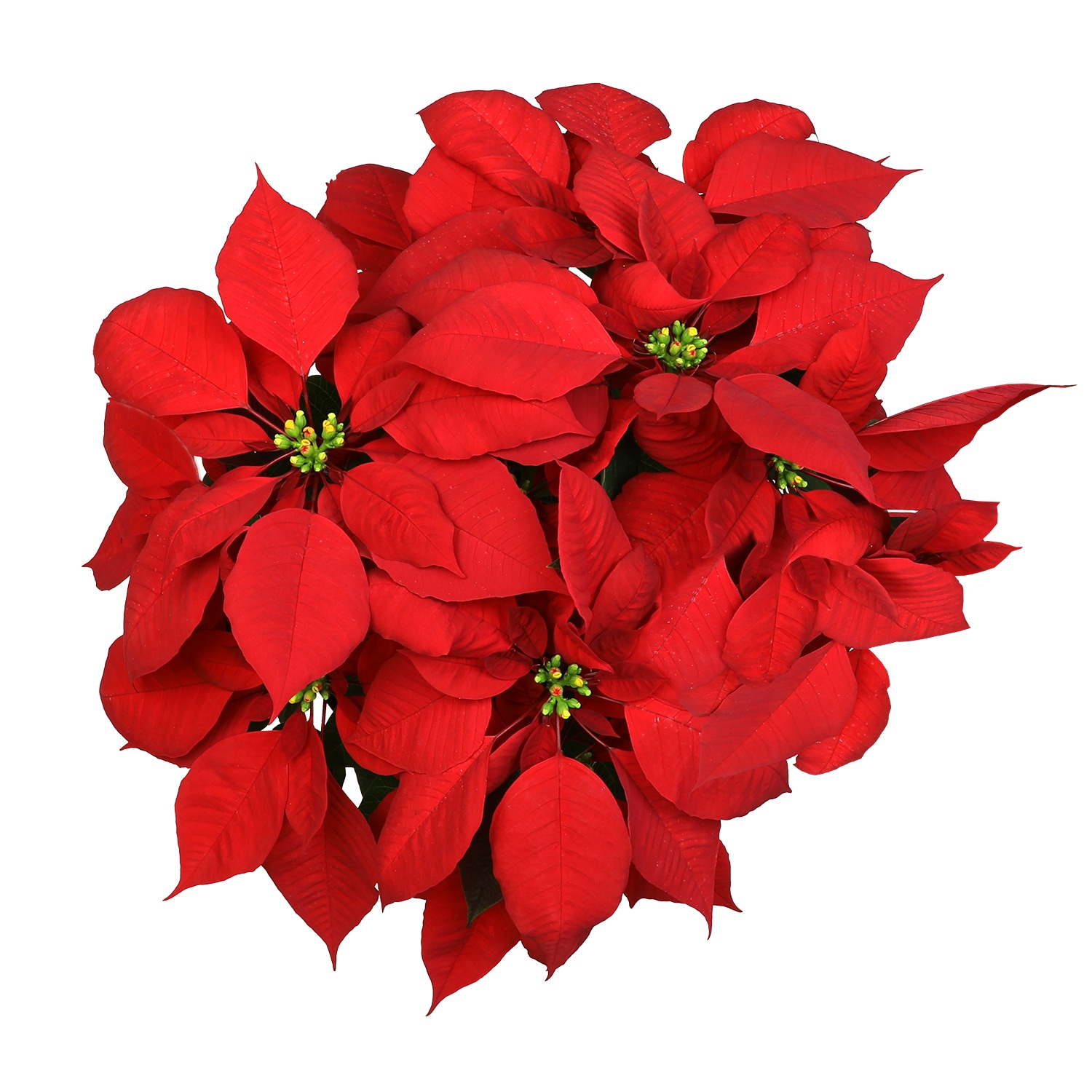 Altman Plants 0872653 Fresh-Cut-Christmas-Decorations - View #2