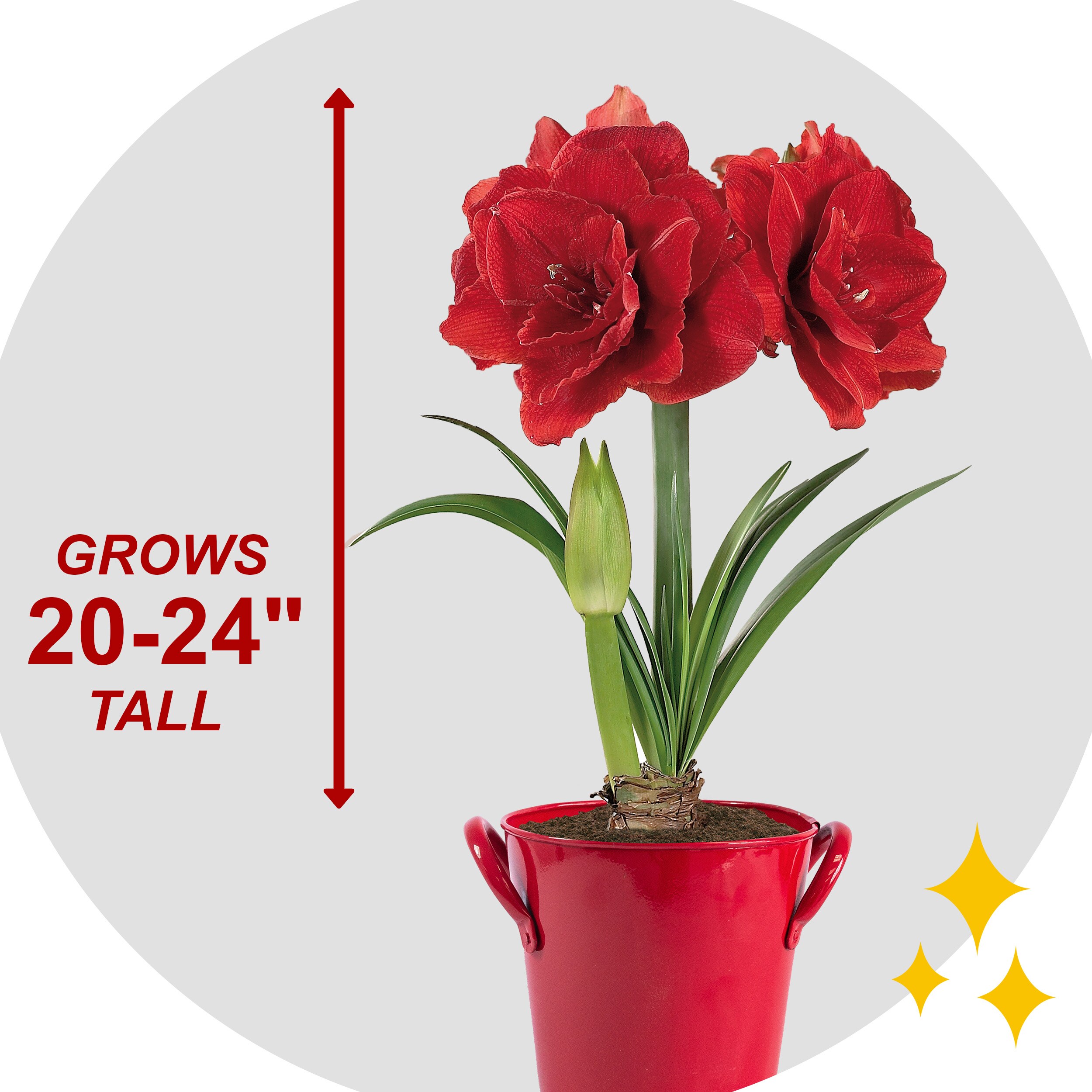 Garden State Bulb Red Double Amaryllis Bulb Gift Kit 26 28Cm Bulbs At   65329843 