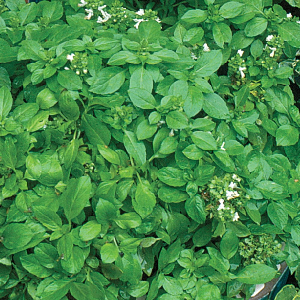 Ferry-Morse LC25.9694 Vegetable-Herb-Seeds - View #3