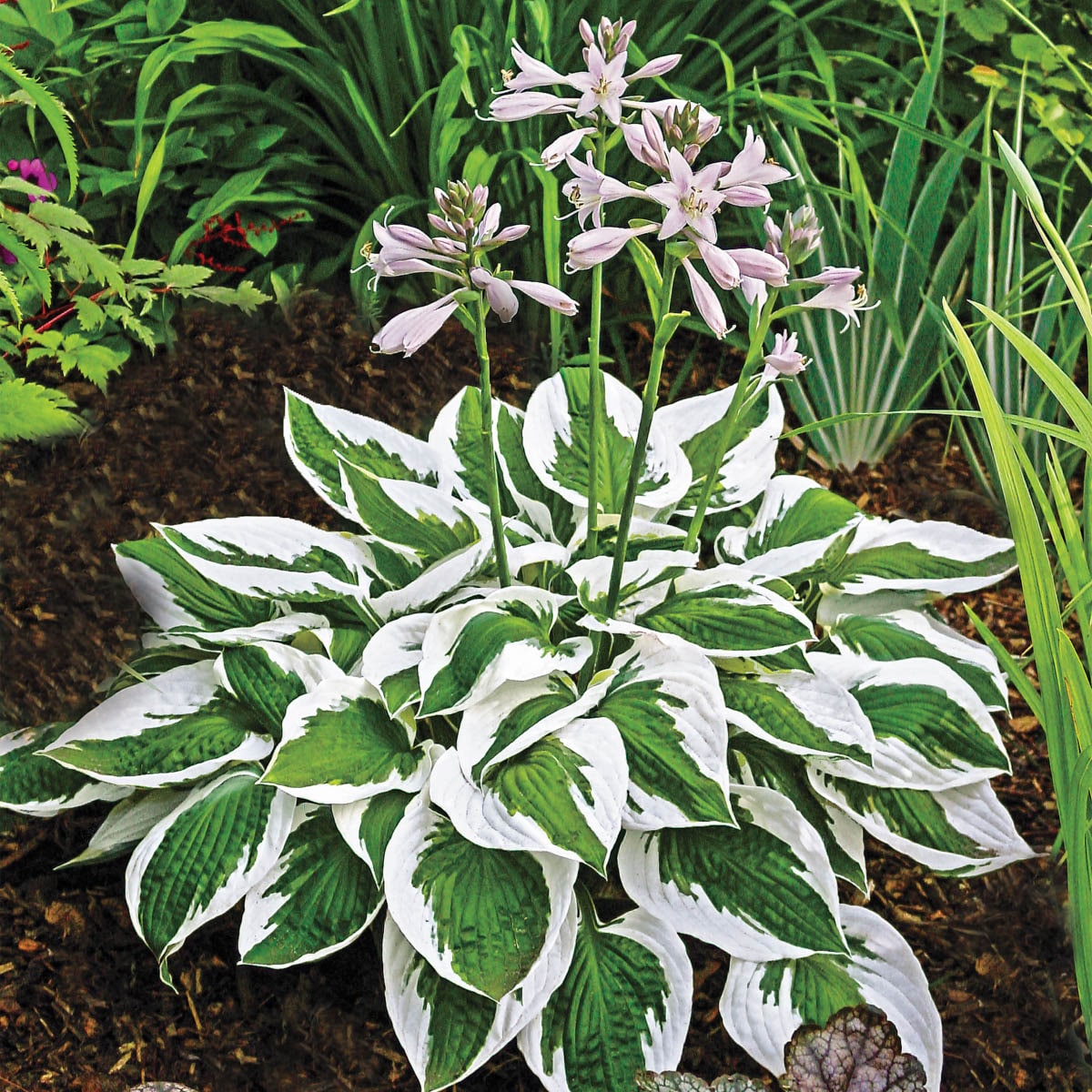 Patriot Hosta Perennials at Lowes.com