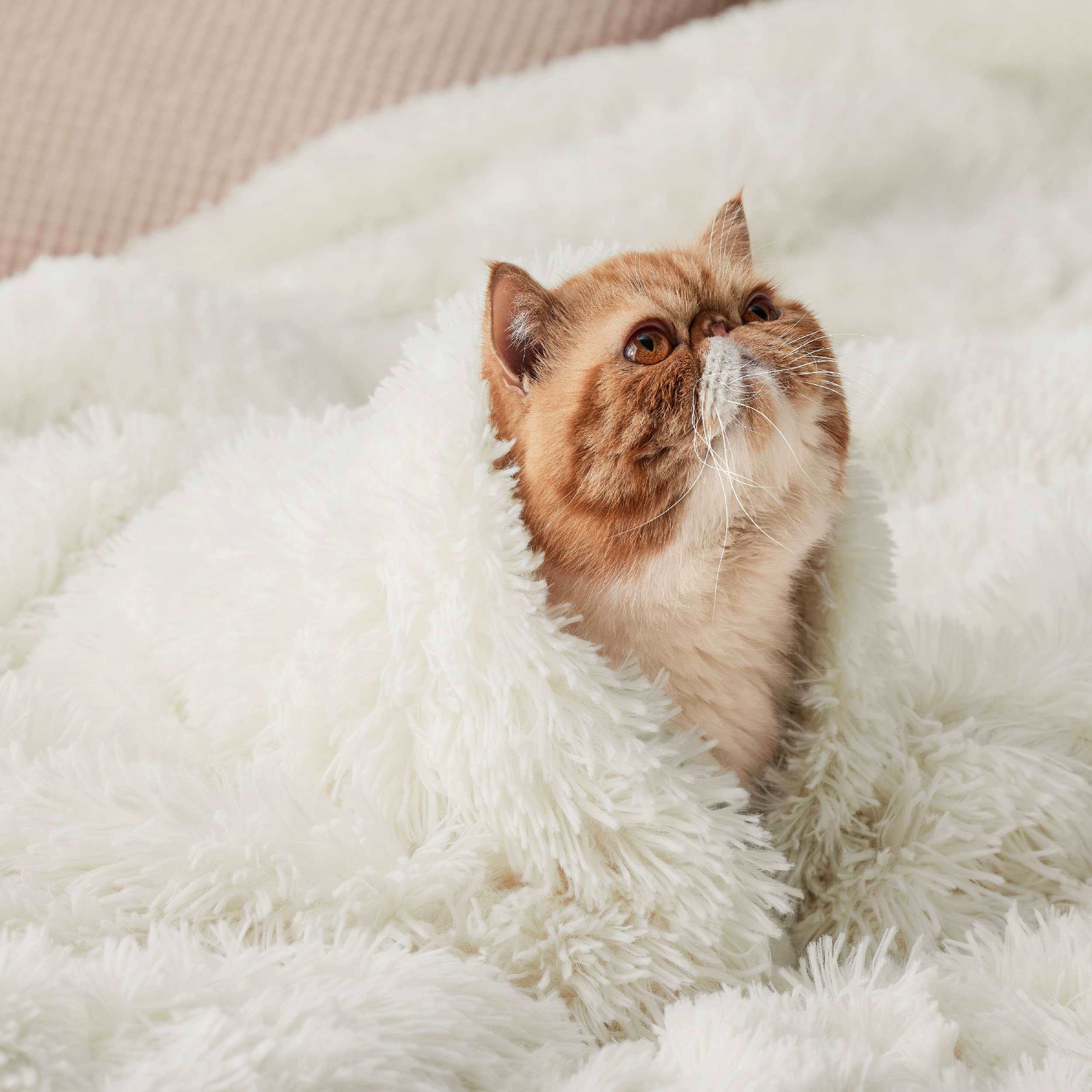 Bedsure Throw Blanket 50x60inch White Sherpa Fleece Fluffy Thick Cozy Warm Fuzzy Plush Christmas Winter