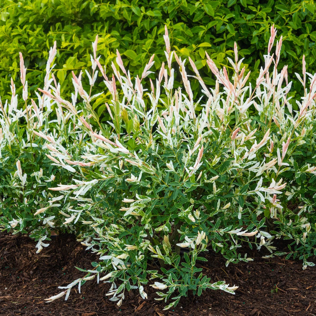 Gurney's Seed and Nursery 77655 shrubs - View #3