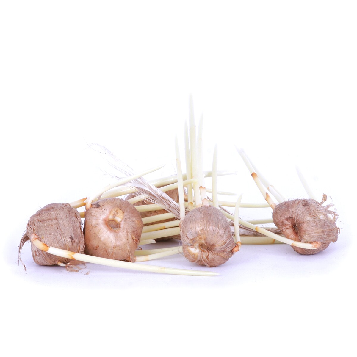 Van Zyverden 87090 Plant-Bulbs - View #4