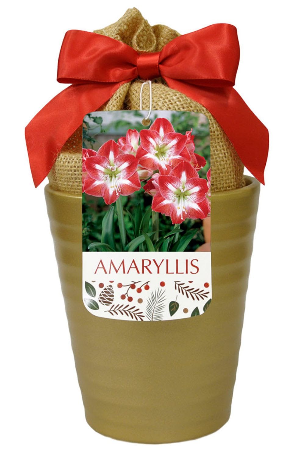 Hirt's Gardens 840344231216 Minerva Gold Ceramic Amaryllis Kit - Bulb/Ceramic Vase/Planting Medium - One Bulb