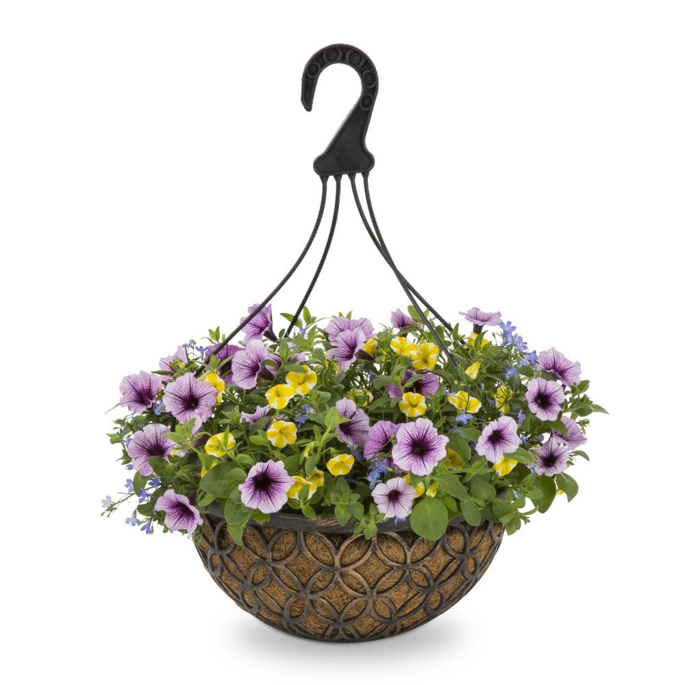 Proven Winners Multicolor Bahama Beach in 3-Gallons Hanging Basket at ...