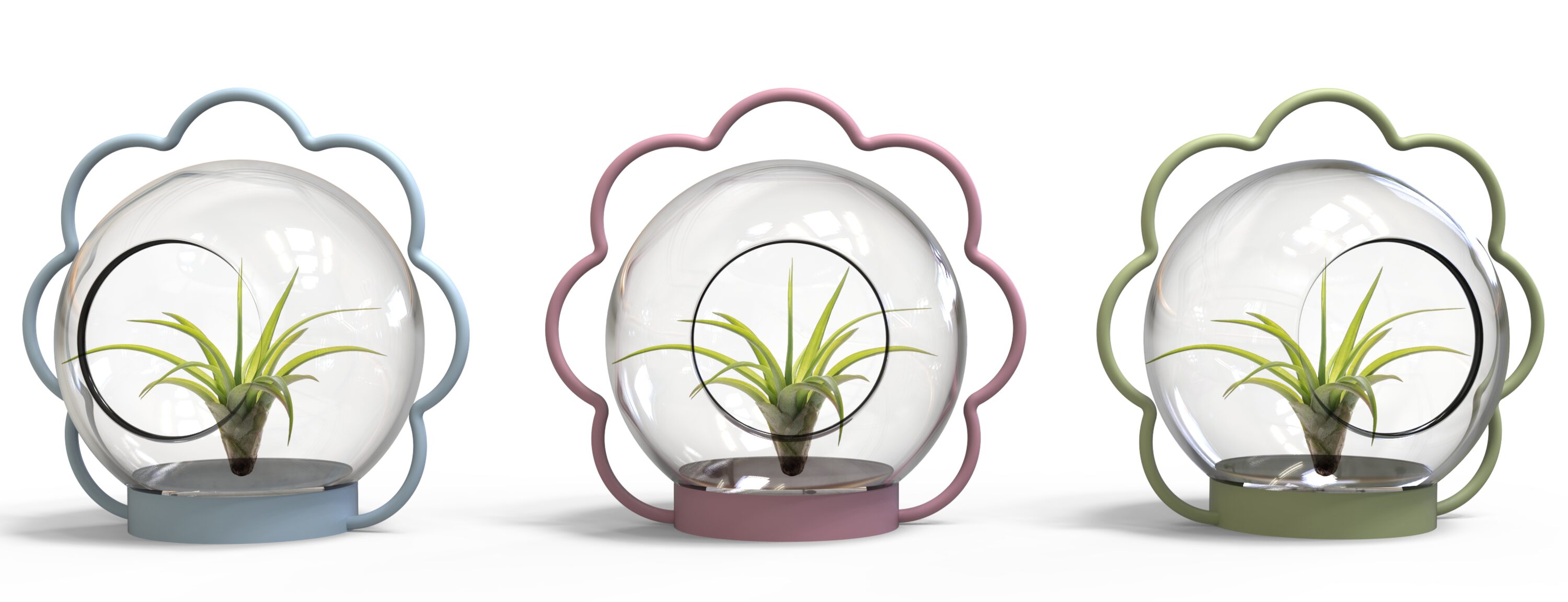 LiveTrends AKLGTILLY AK Large Tillies House plant in 1 -Pack Terrarium 1 -Pack