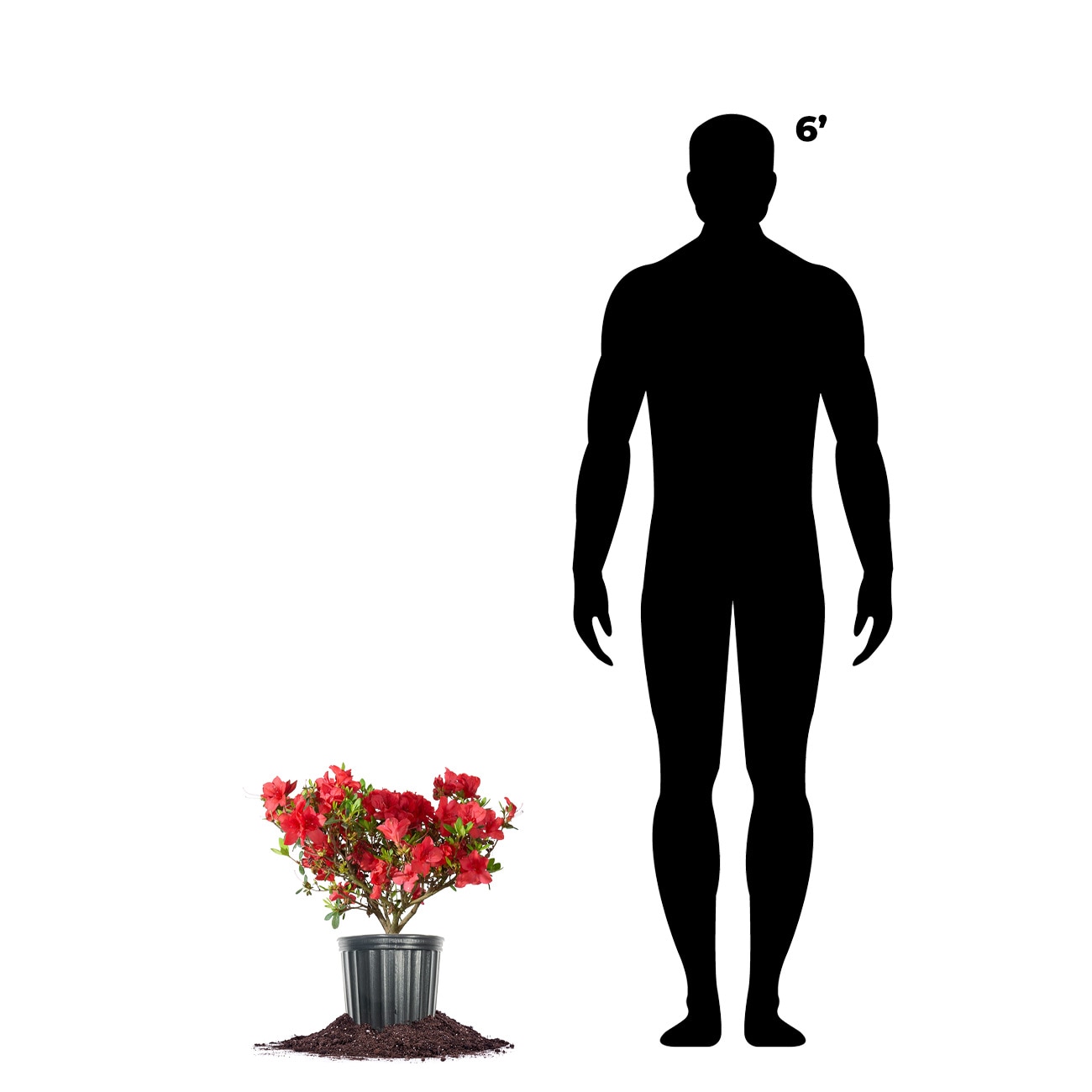 Perfect Plants LOREDRUFFLEAZALEA1G shrubs - View #4