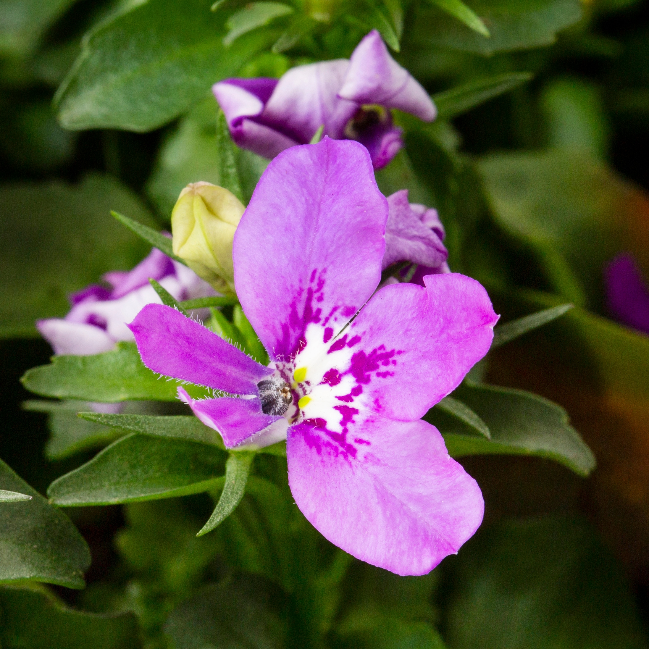 Lowe's NURSERY annuals - View #4