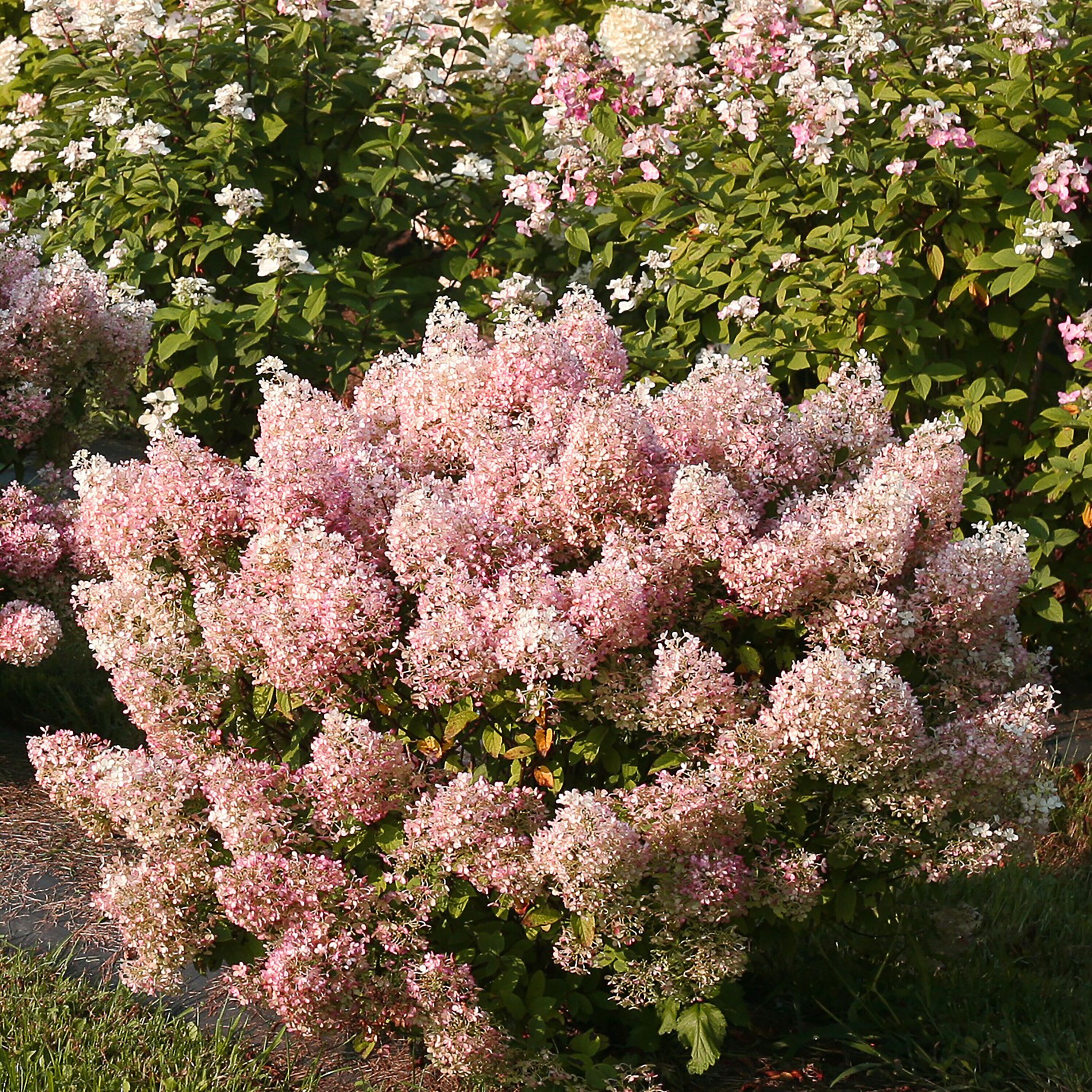 Proven Winners White Bobo Panicle Hydrangea (Paniculata) Flowering ...