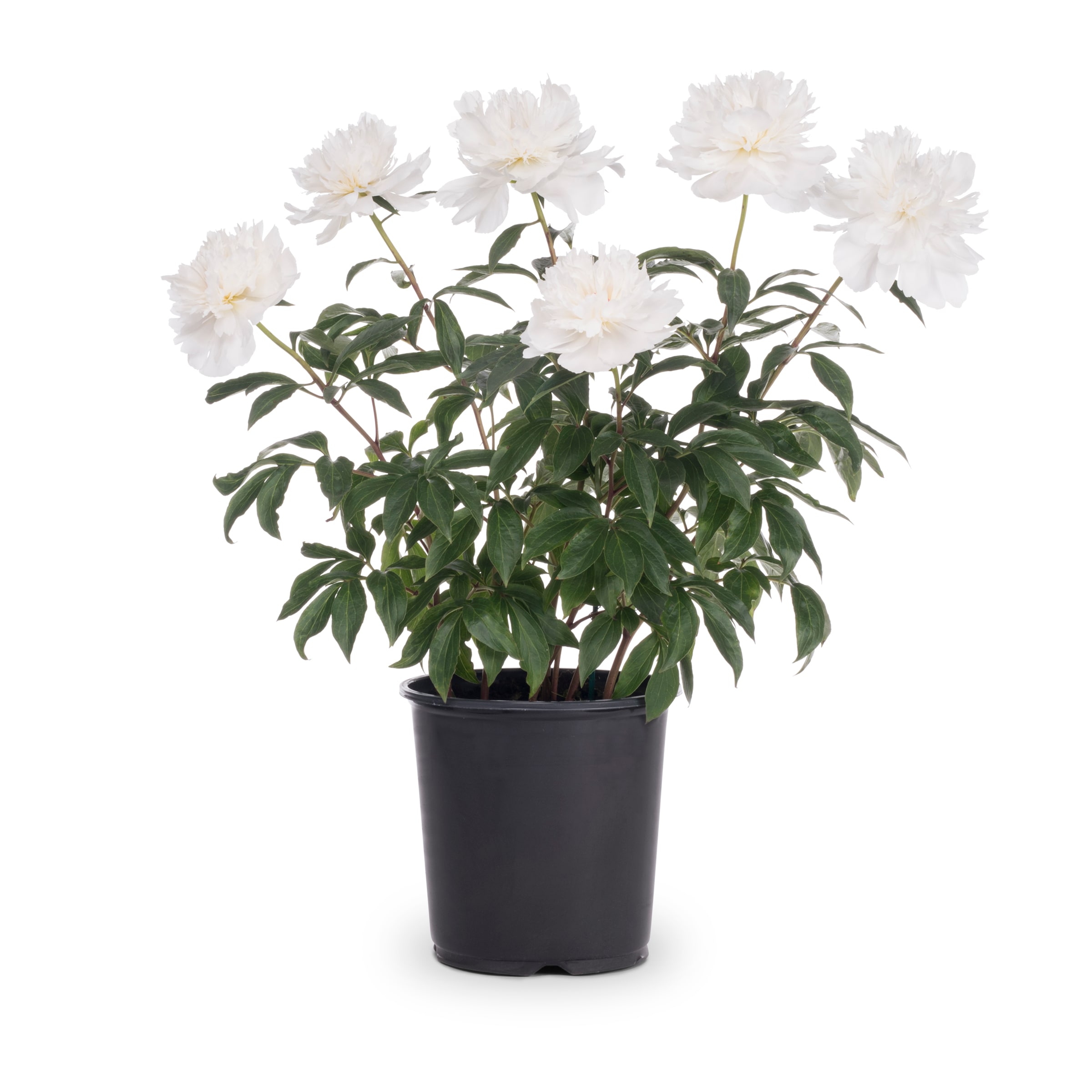 Lowe's Peony Plant in 1-Gallon Pot NURSERY at Lowes.com