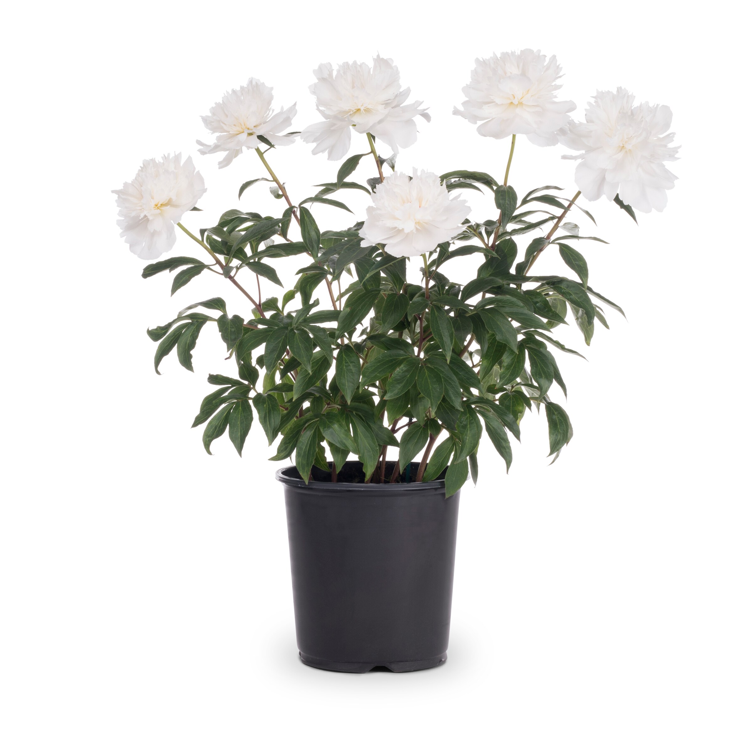 Lowe's Multicolor Peony Plant in 1 -Gallon Pot 1 -Pack