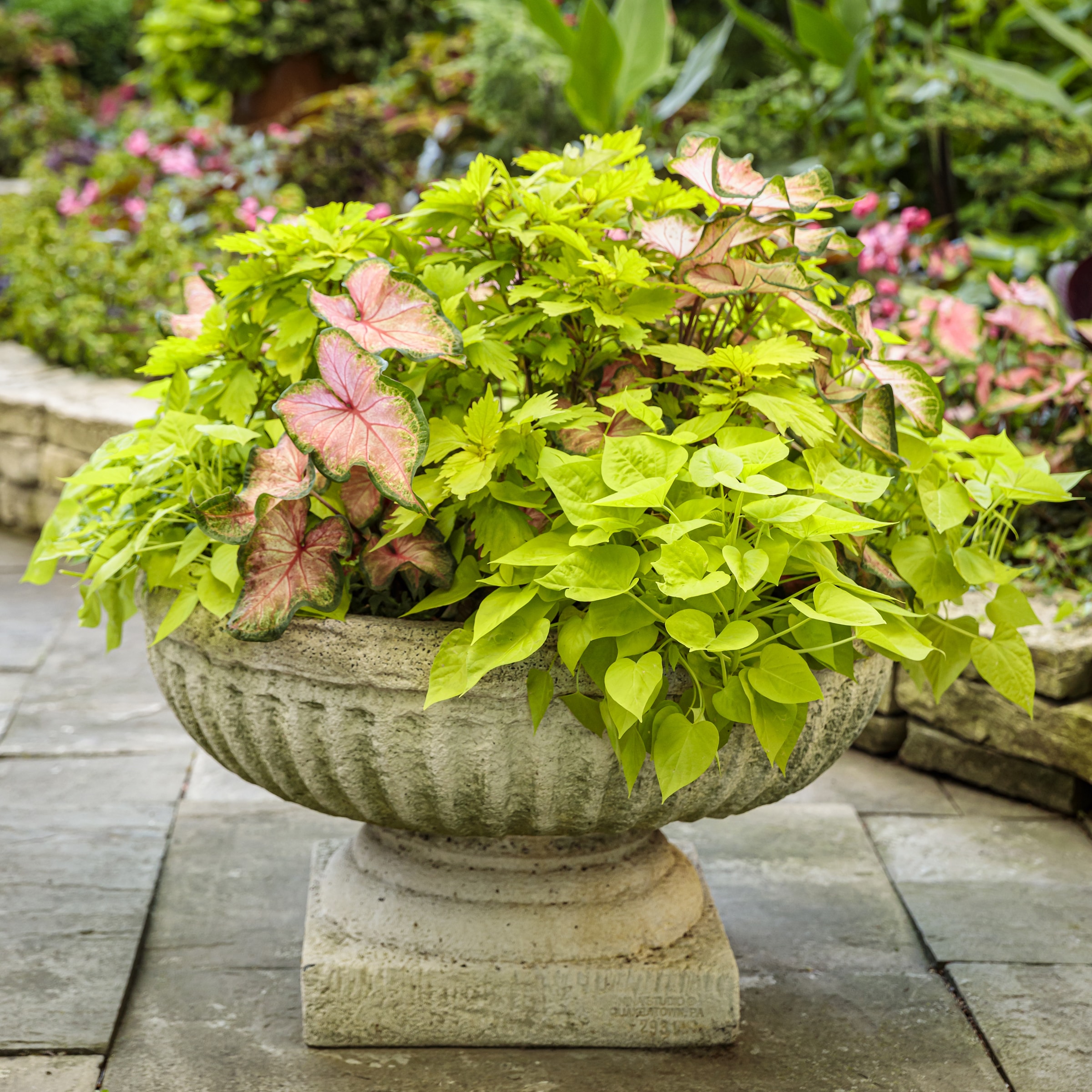 Lowe's NURSERY annuals - View #4
