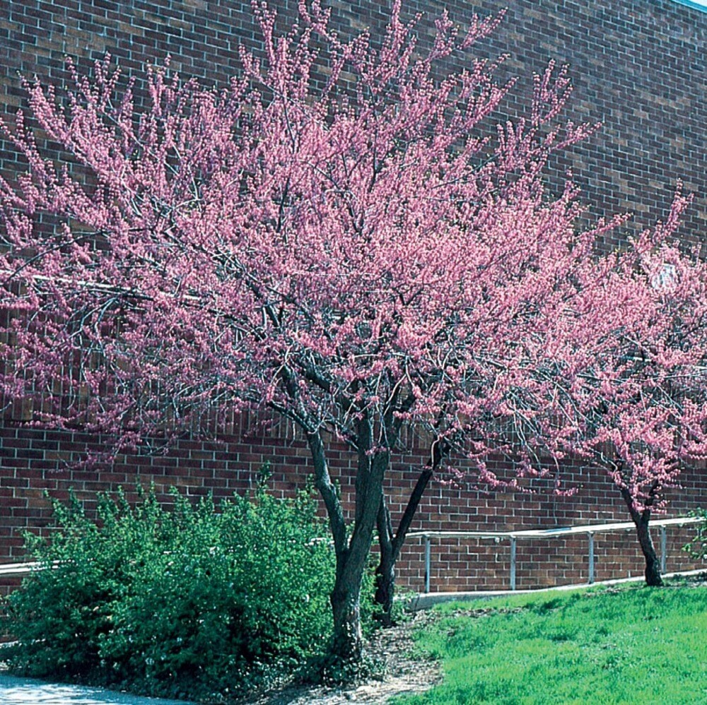 Lowe's 3.58-Gallon Pomegranate Tree (L7402) - Upright Deciduous Tree with  Showy Red Flowers - Full Sun - Medium Growth Rate in the Fruit Plants  department at