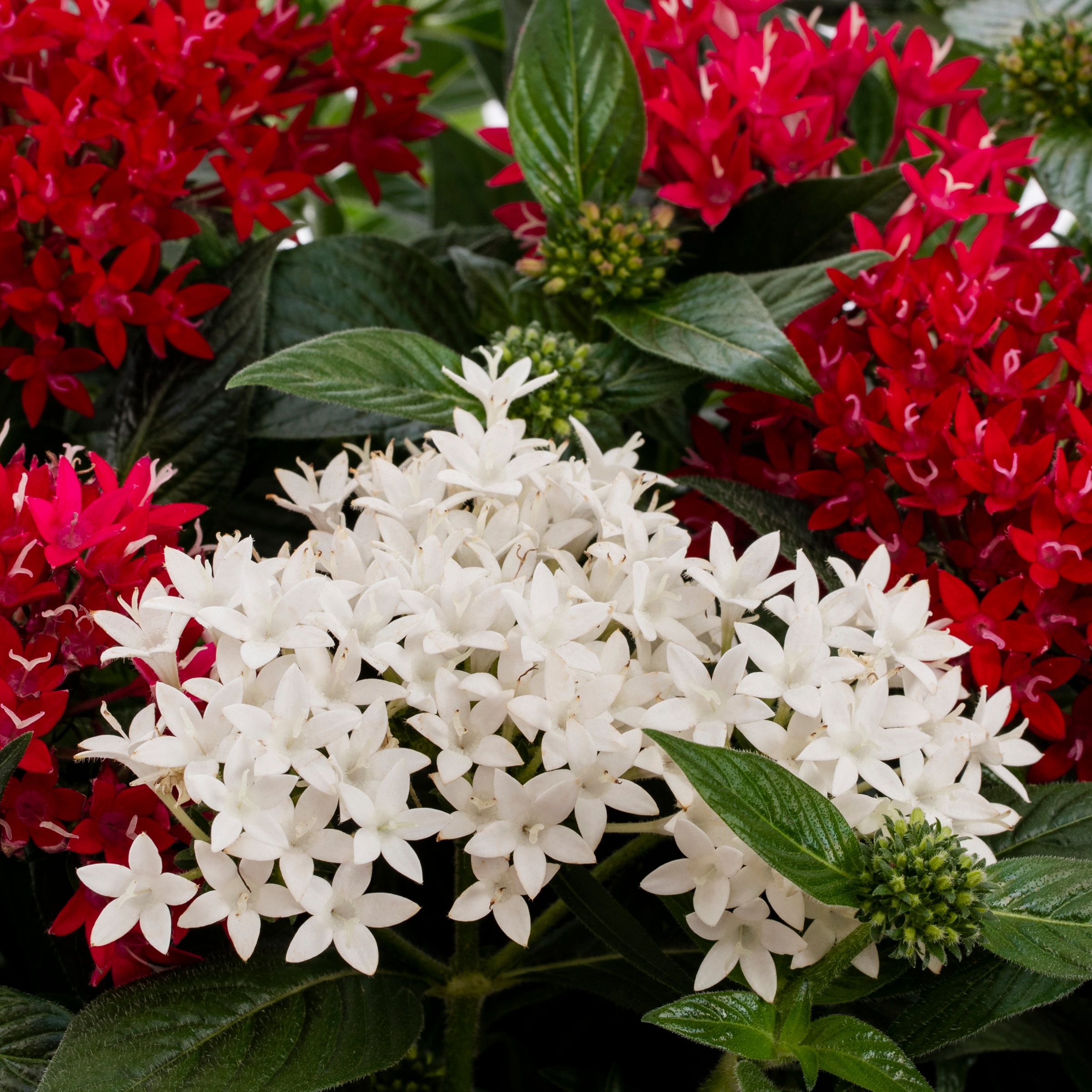 Lowe's NURSERY annuals - View #2