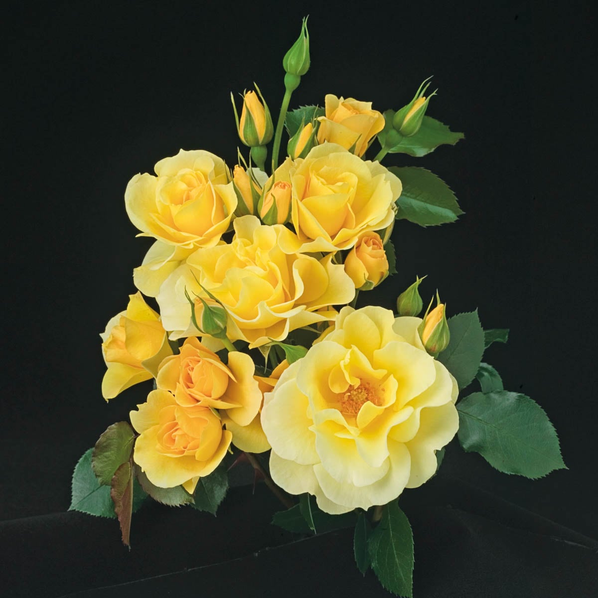 Spring Hill Nurseries 86316 roses - View #3