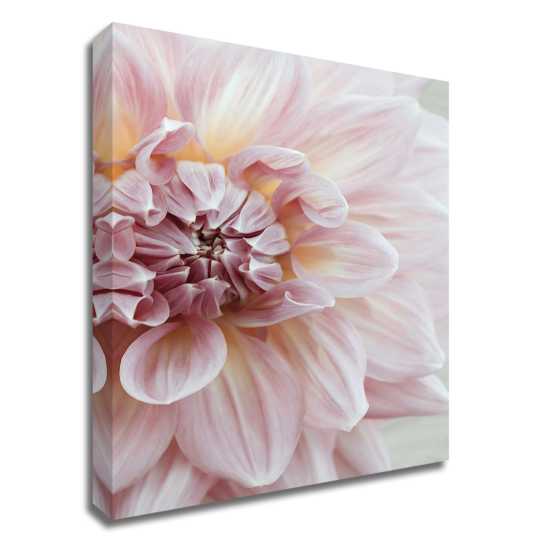 Tangletown Fine Art 8R1216DC-1624 Blush Pink Dahlia Brooke T. Ryan 24-in H x 16-in W Photography Print on Canvas