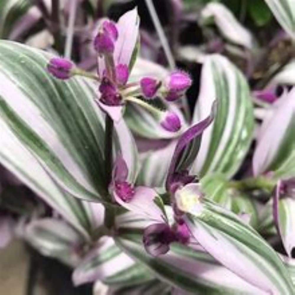 Proven Winner NURSERY perennials - View #4