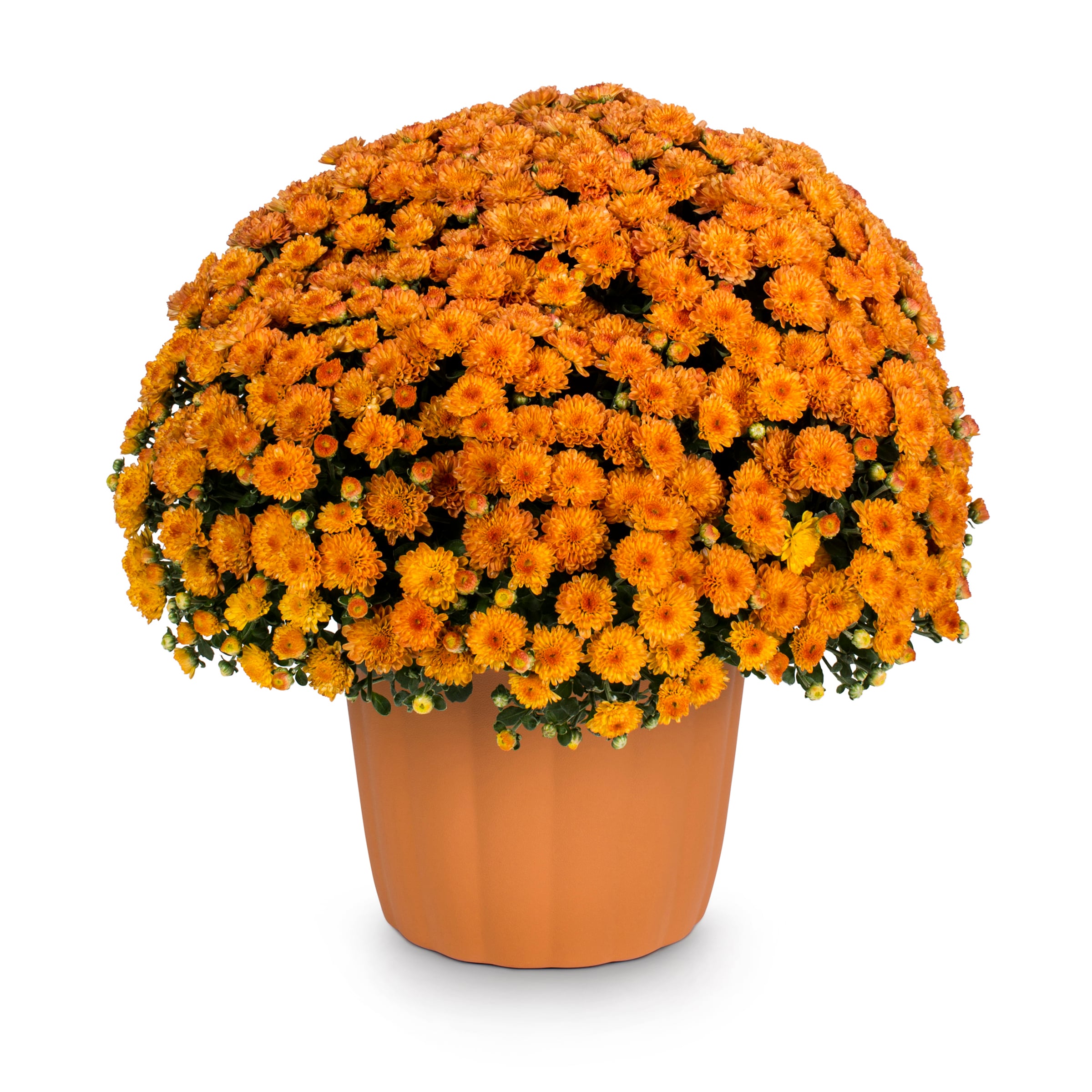 Lowe's NURSERY Orange Mum in 3-Quart Planter