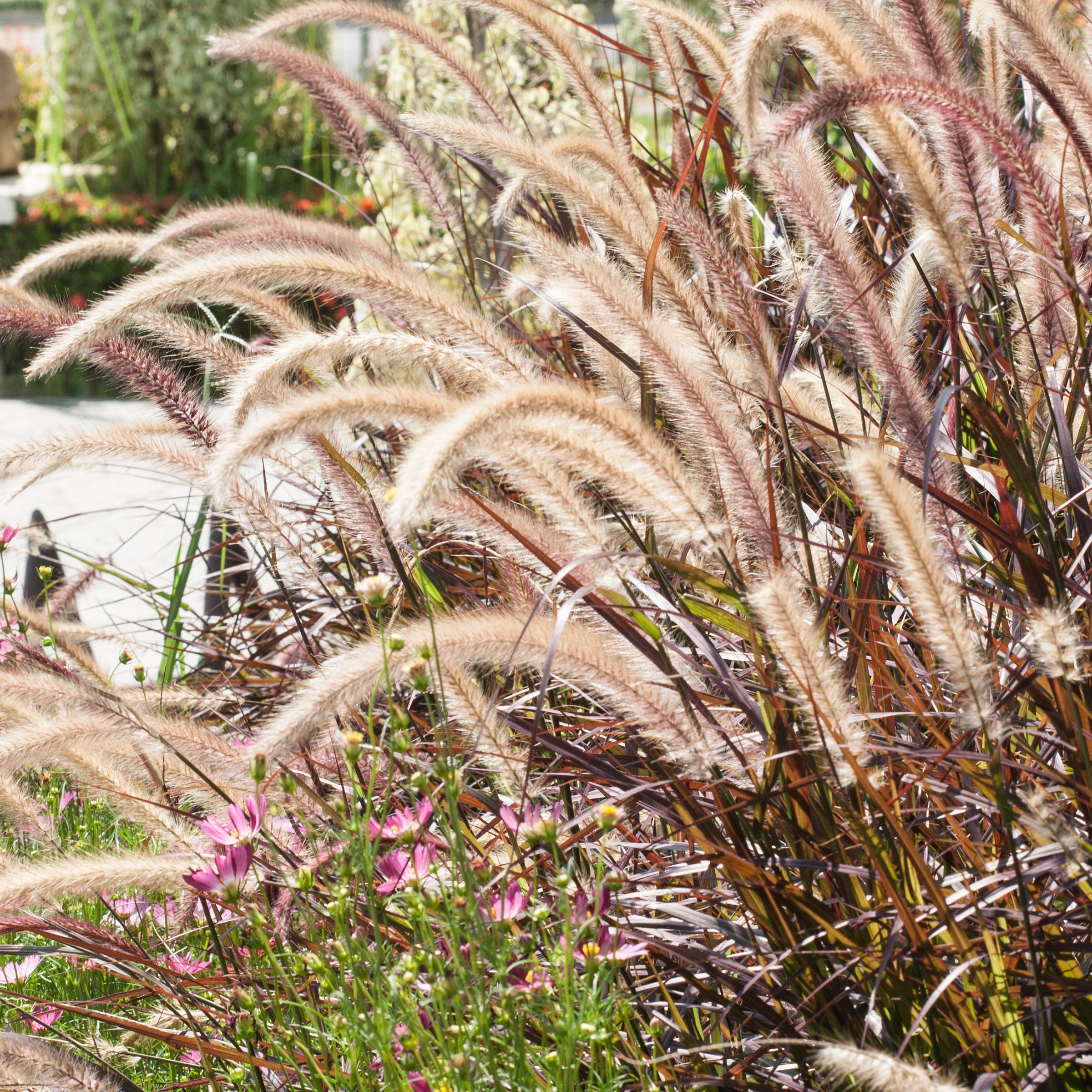 National Plant Network LW2193 perennials - View #4