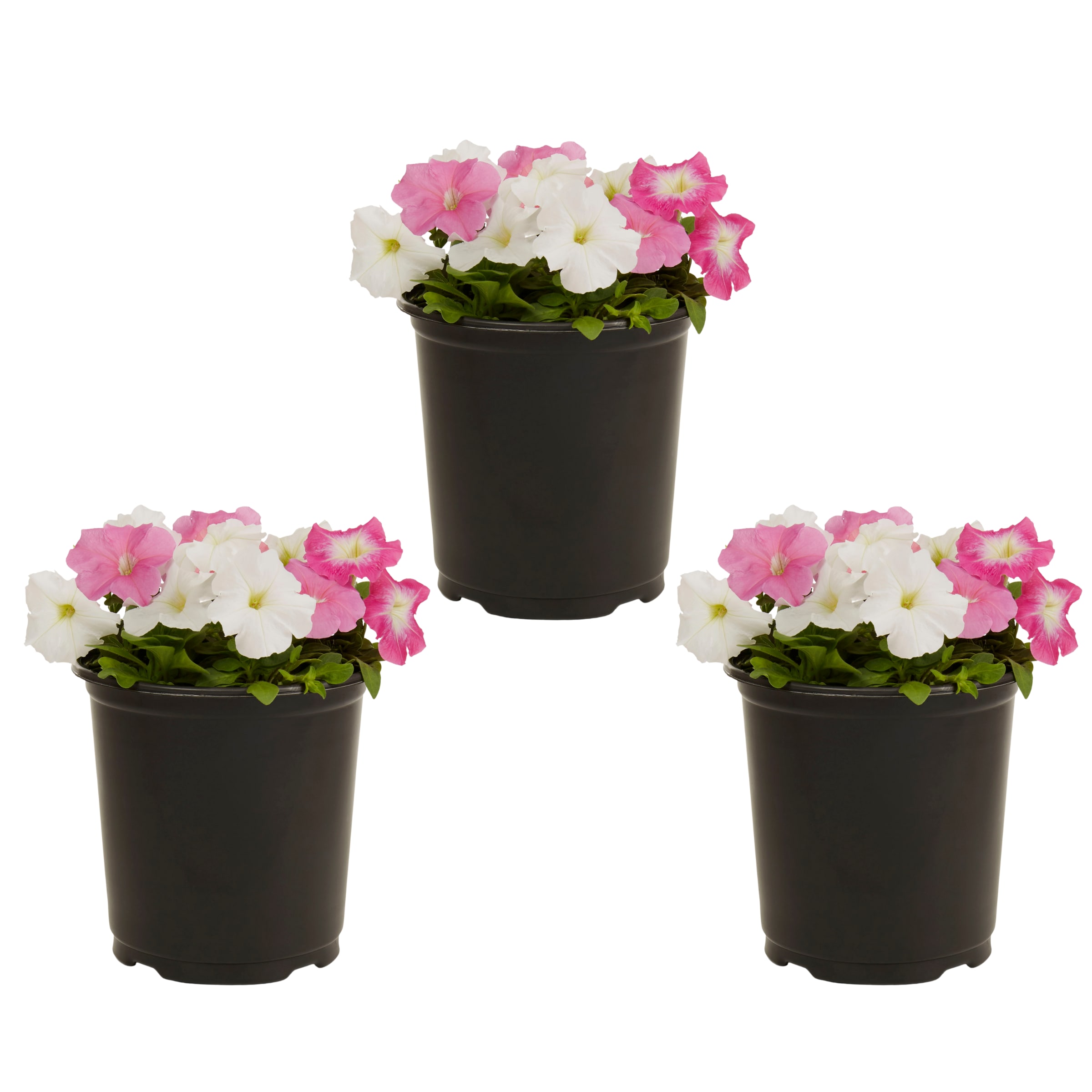 Metrolina Greenhouses 5018 Multicolor Petunia in 2 Quart(s) Pot 3 -Pack
