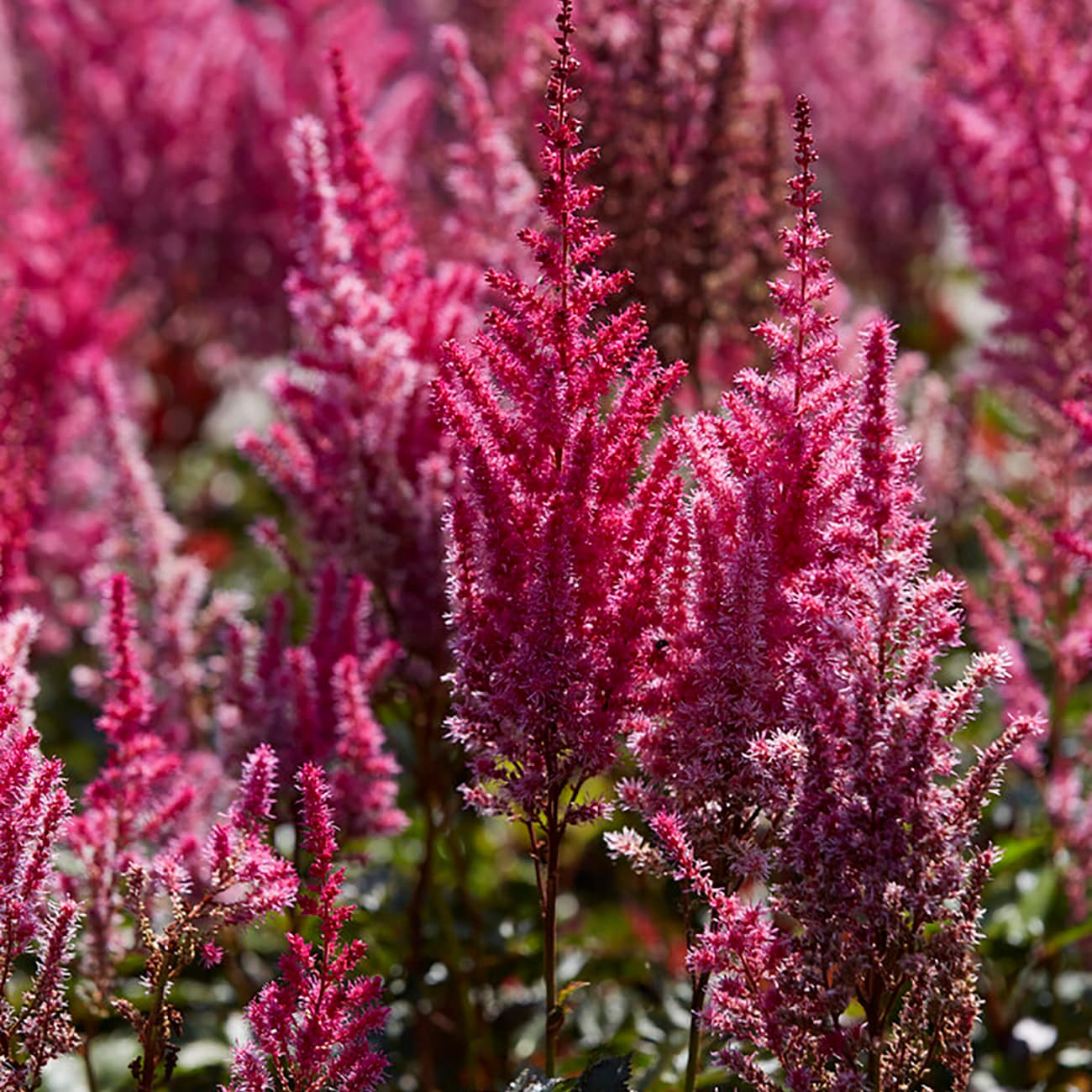 Astilbe Plant Bulbs at Lowes.com