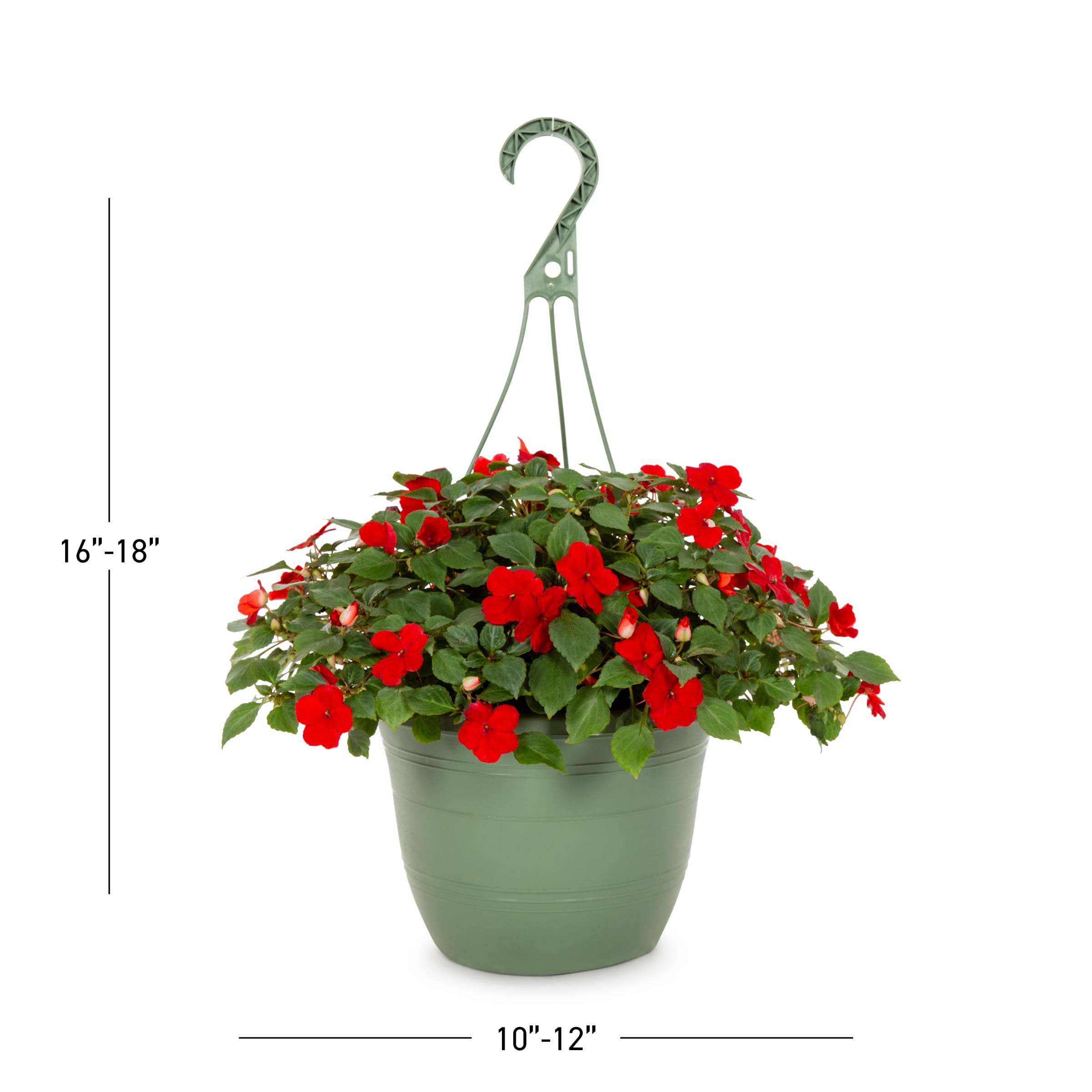 Lowe's 223972 annuals - View #3