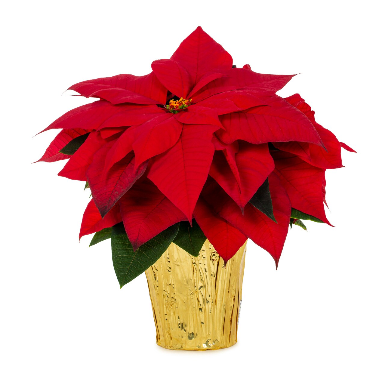 0 5348987 1 -Quart Fresh Christmas Potted Poinsettia