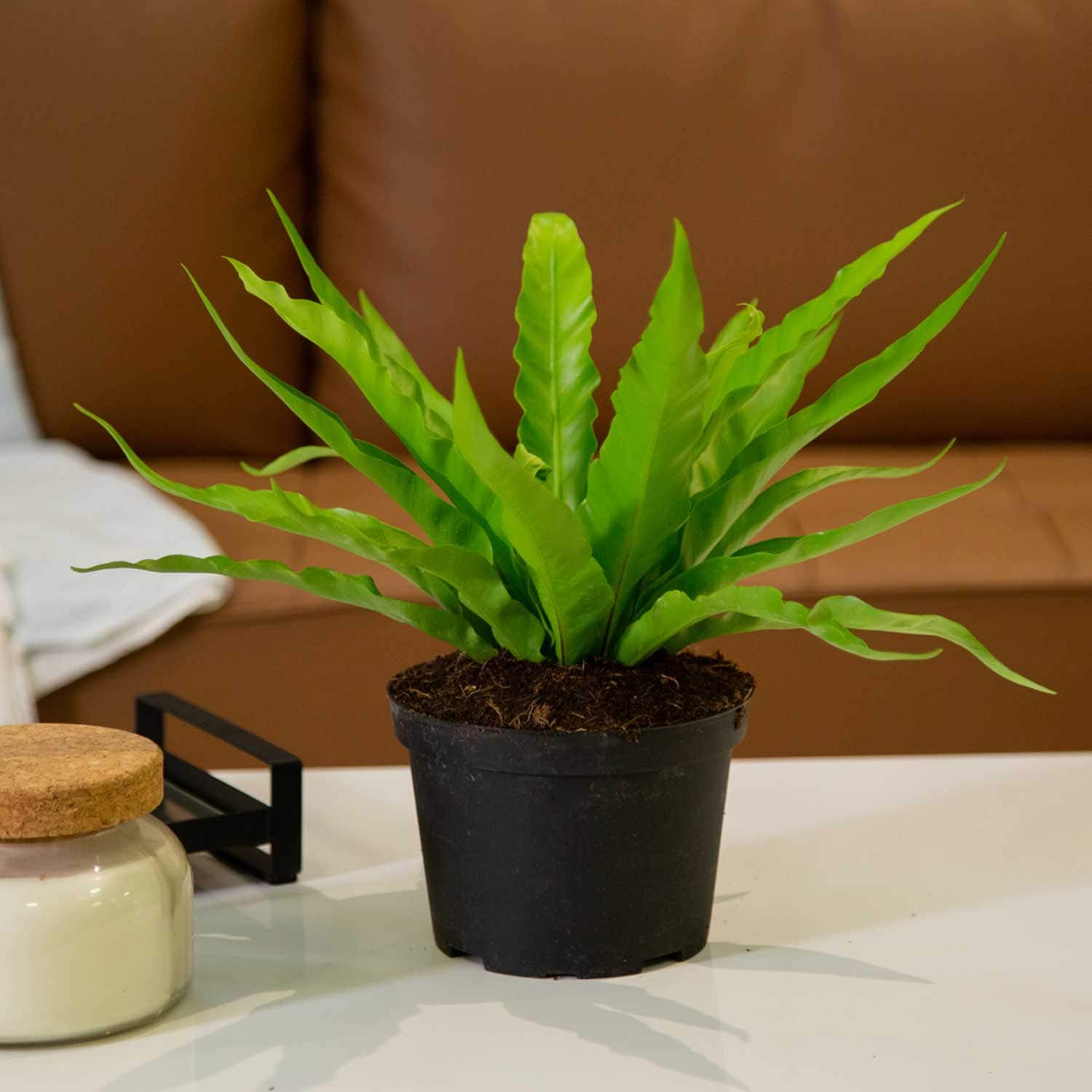Costa Farms M-BNF-G-POT-01-LW hseplants - View #2