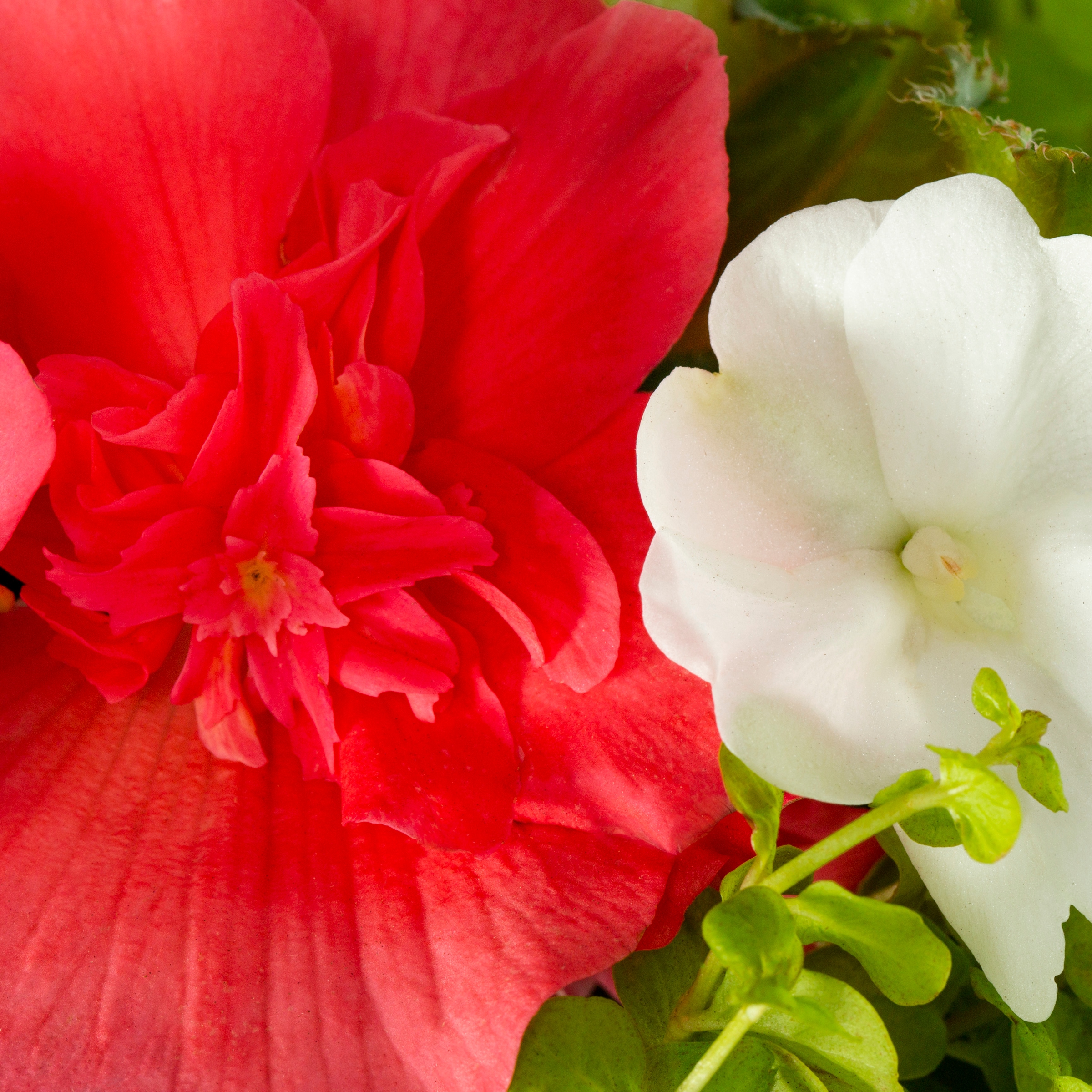 Ready Refill NURSERY annuals - View #2