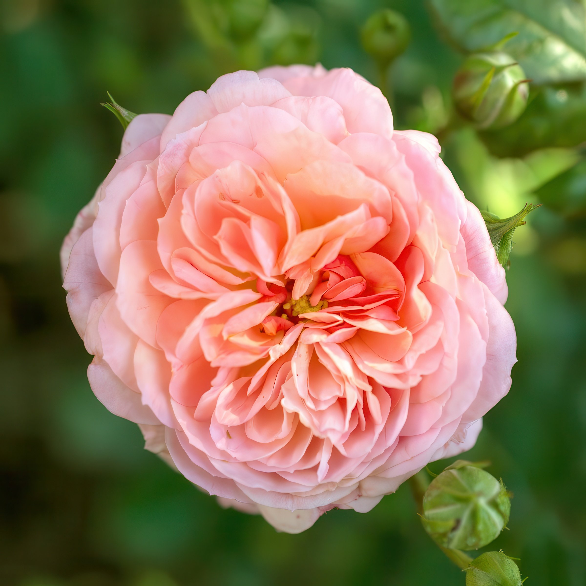 National Plant Network LW2668 roses - View #7