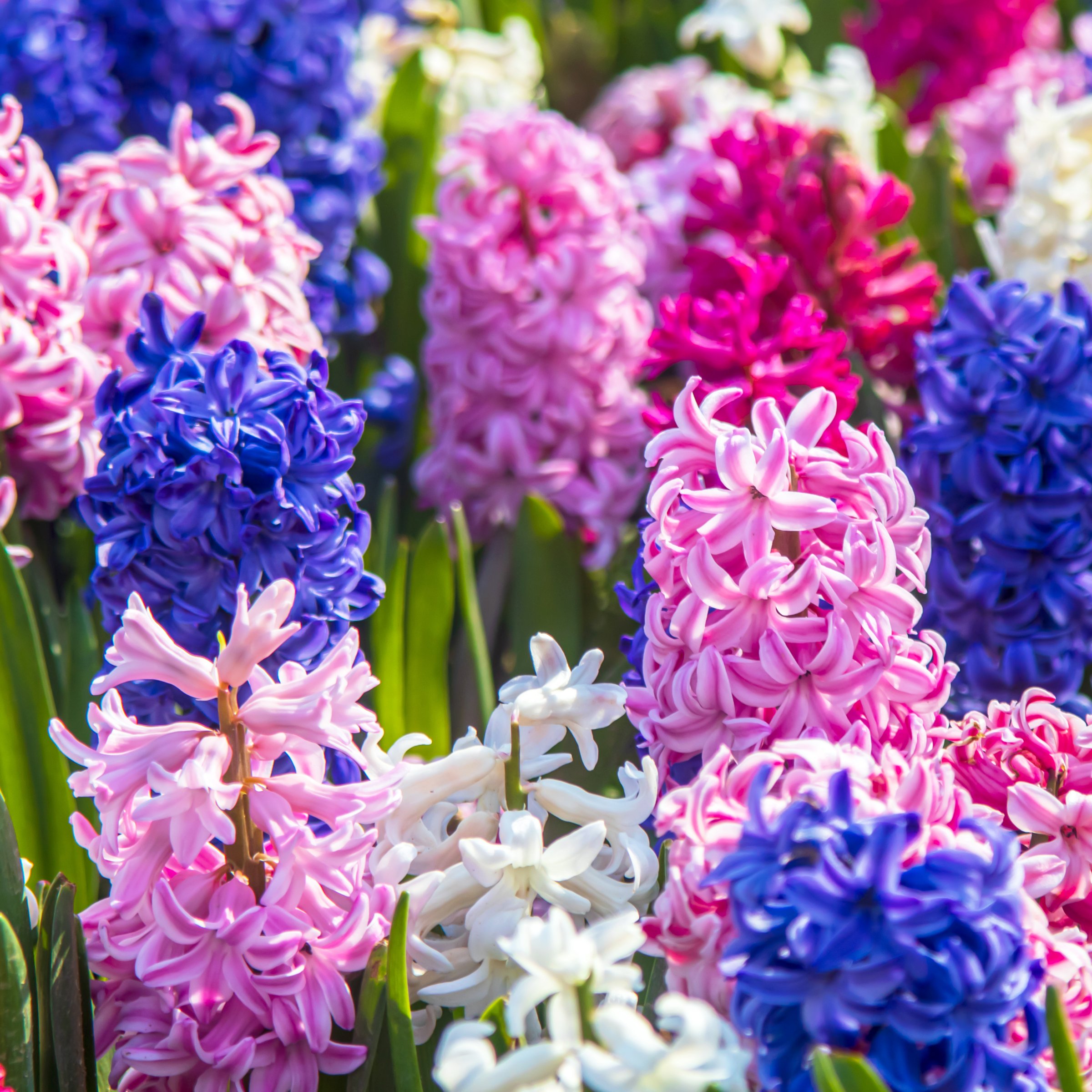 National Plant Network LW3147A Plant-Bulbs - View #7
