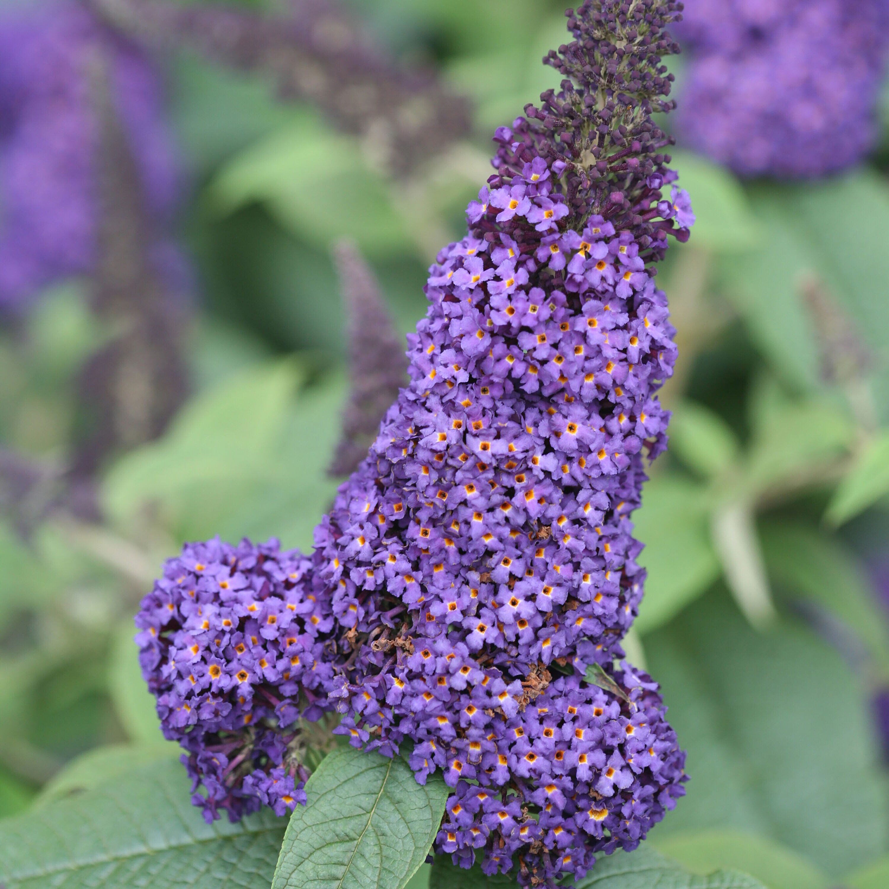 Proven Winners Pugster Blue Butterfly Bush (Buddleia) Flowering Shrub in 1 -Quart Pot 1.0 -Pack with Blue Blooms