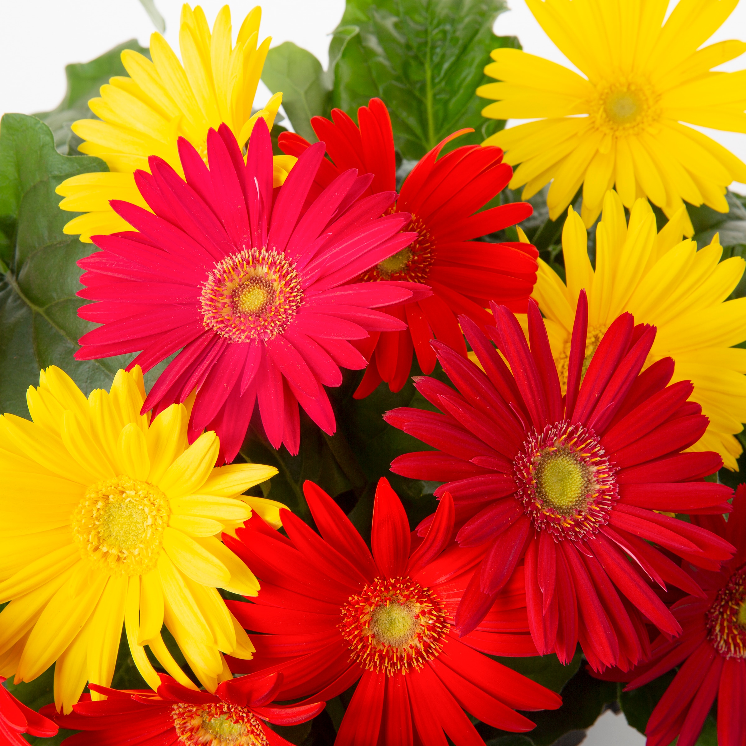 Lowe's 211416 annuals - View #8