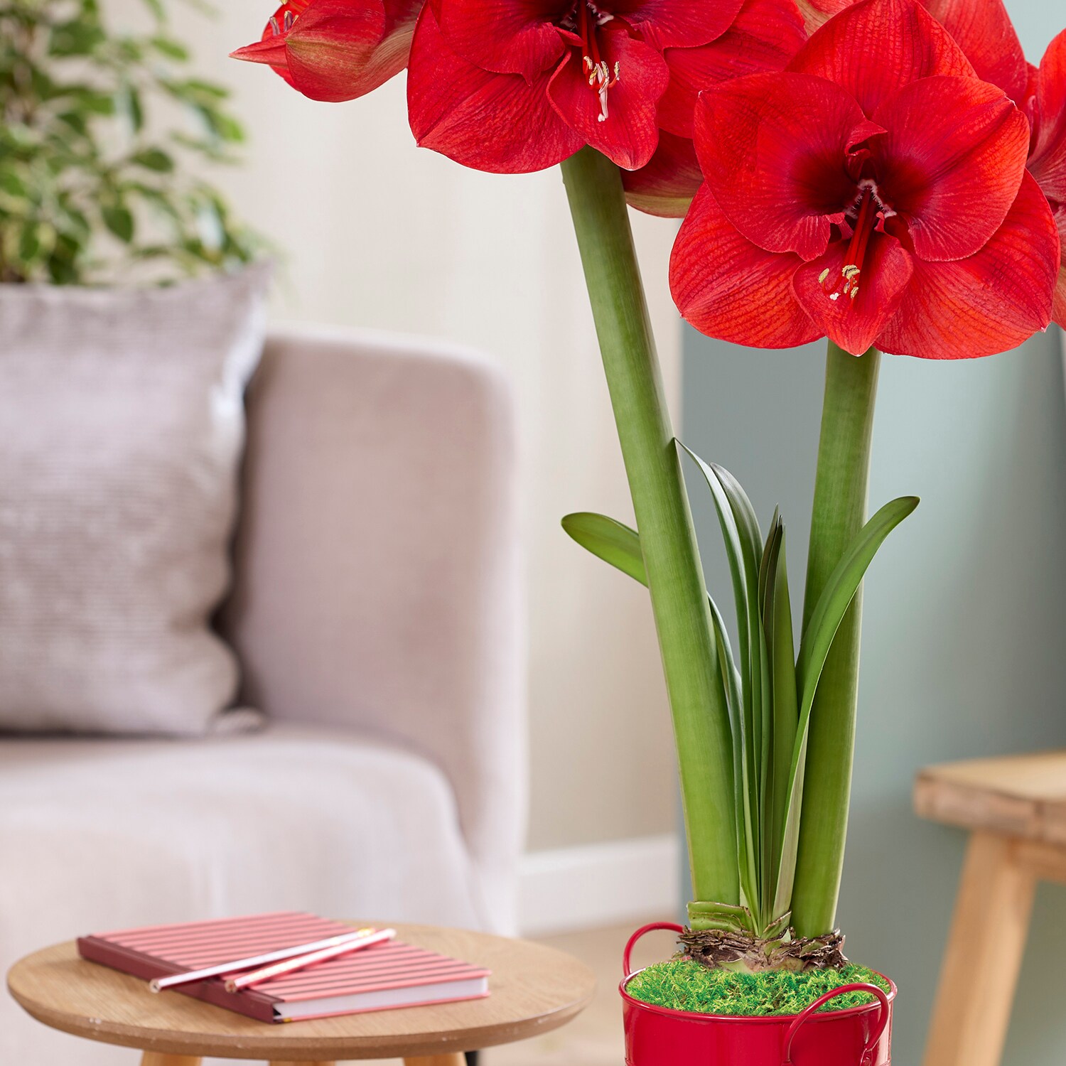 Van Zyverden 88418 Plant-Bulbs - View #3