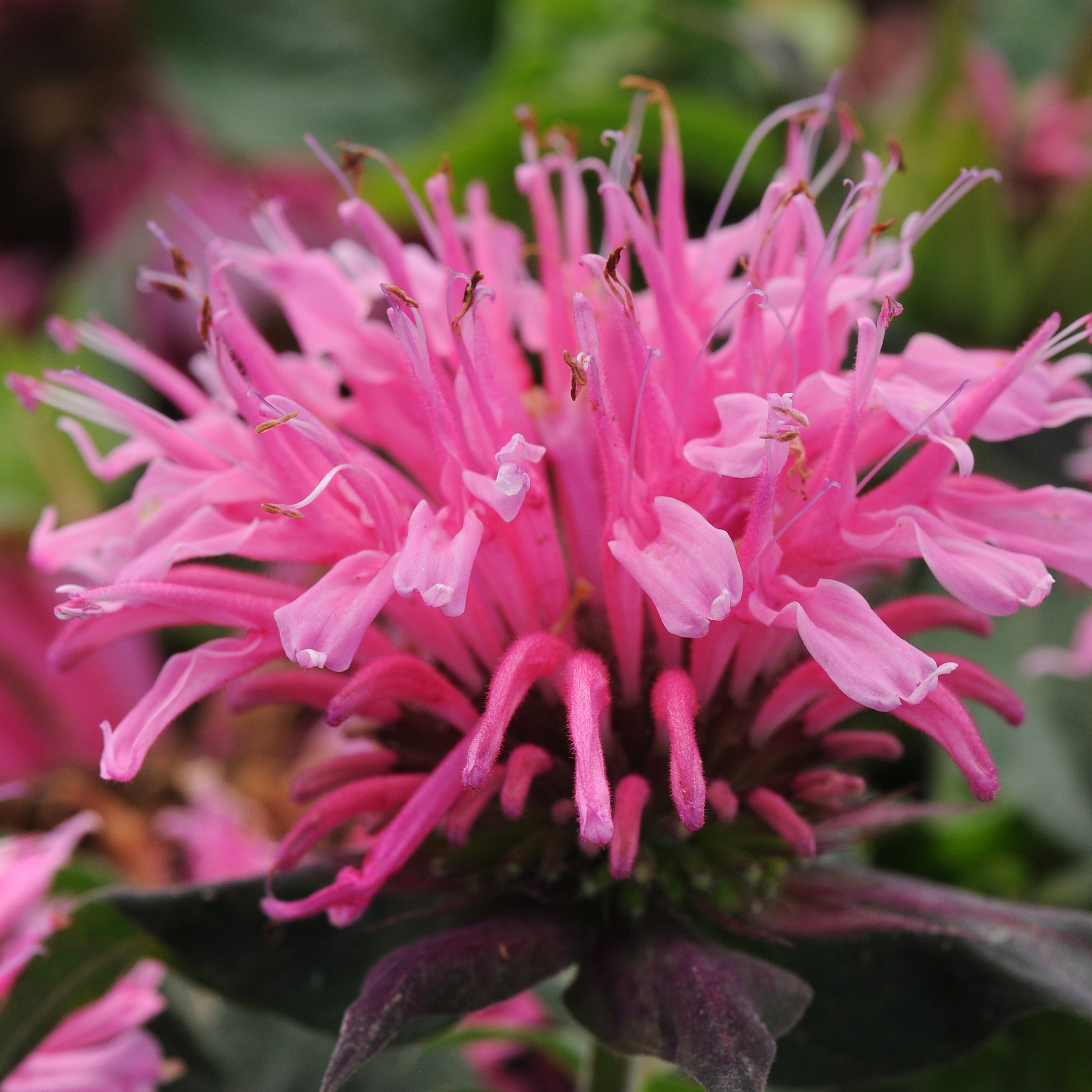National Plant Network LW1581 perennials - View #9