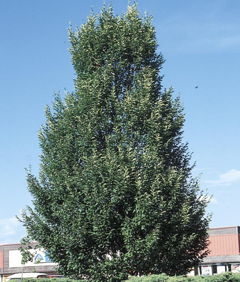  NURSERY 12.07-Gallon Shade Tree Columnar European Hornbeam In Pot (With Soil)