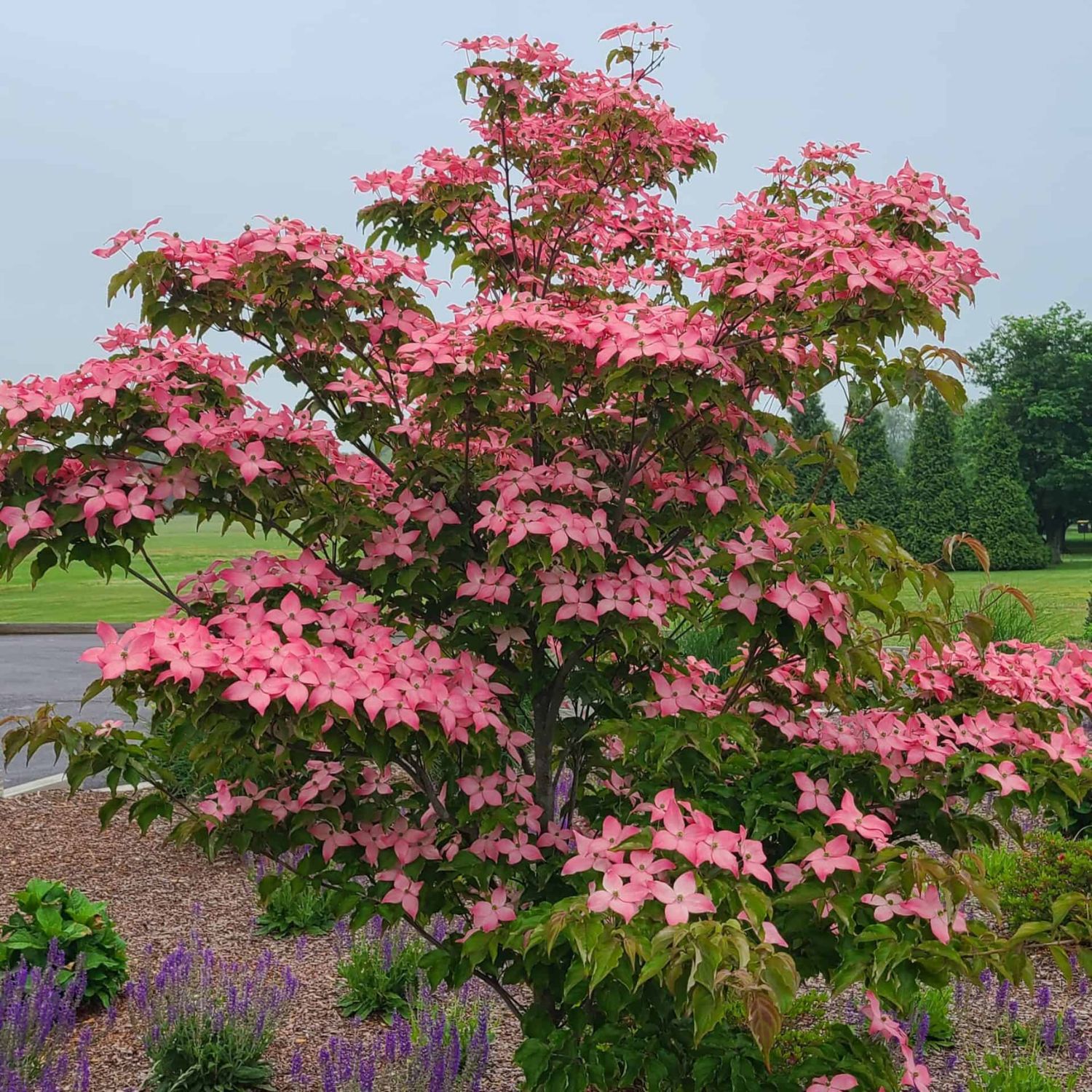 Southern Planters DOGKSC01GH trees - View #3