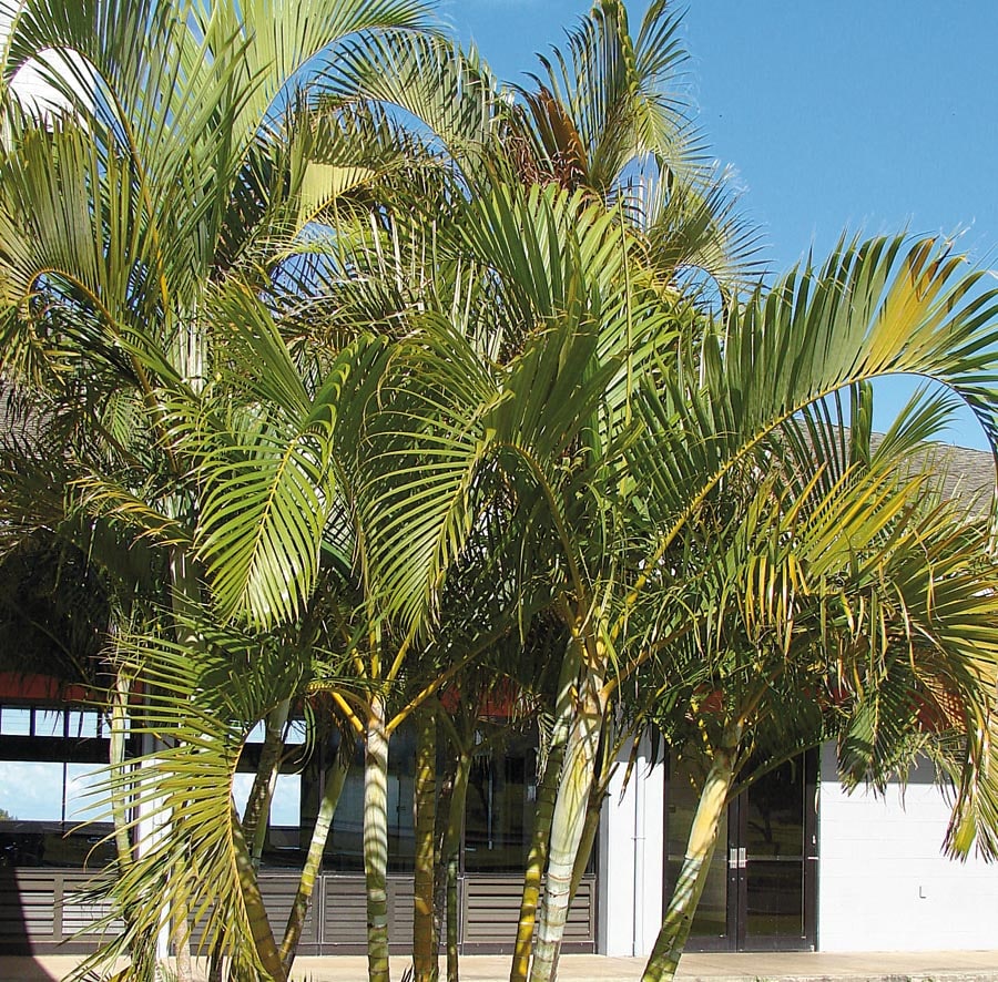 Lowe's NURSERY Insignificant Areca Palm Plant in