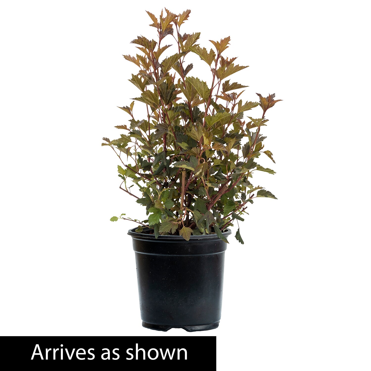 Spring Hill Nurseries White Center Glow Ninebark Flowering Shrub In 2. ...