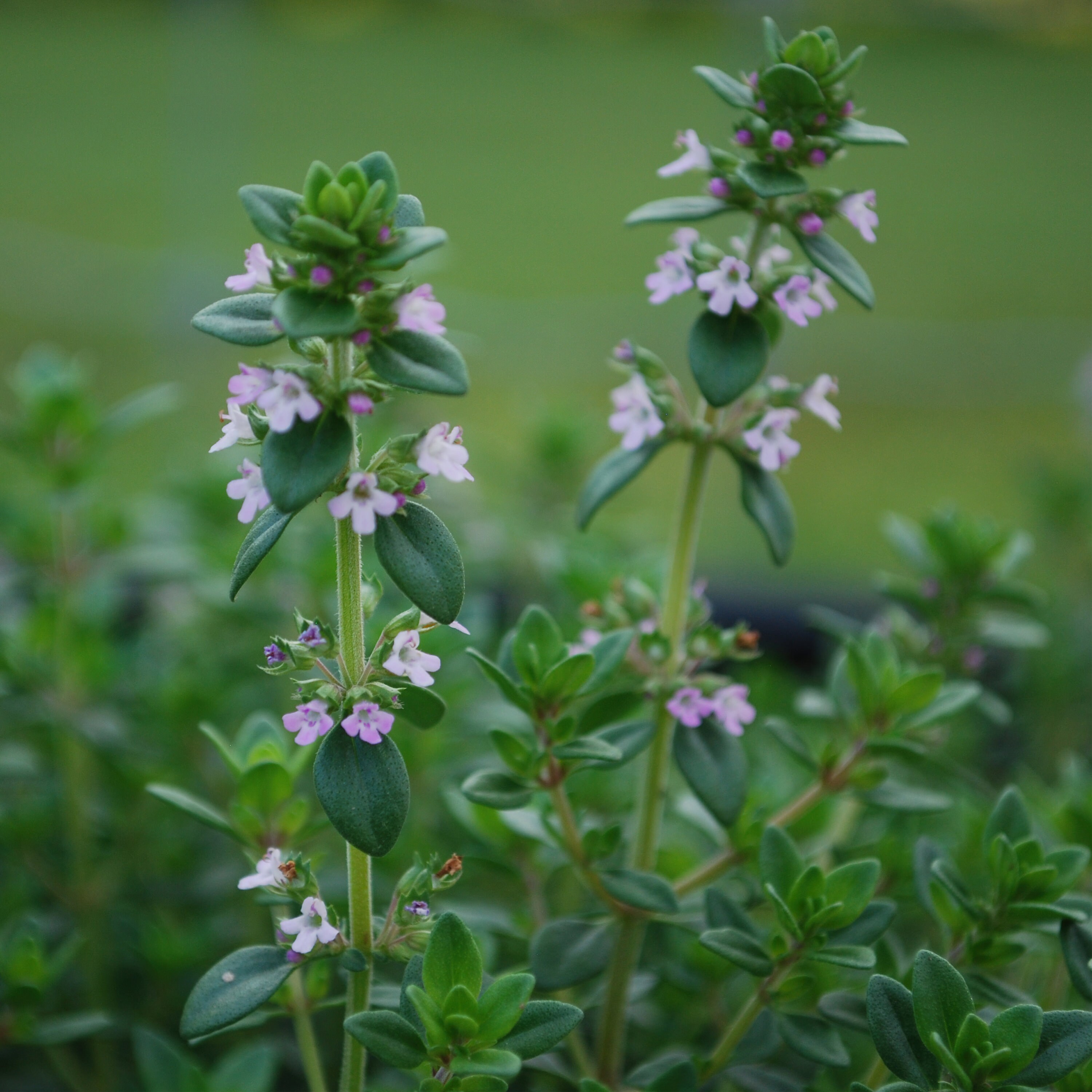 Bonnie Plants German Thyme Pot