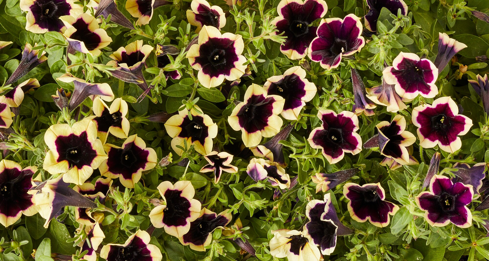 Miracle-Gro 202999 annuals - View #4