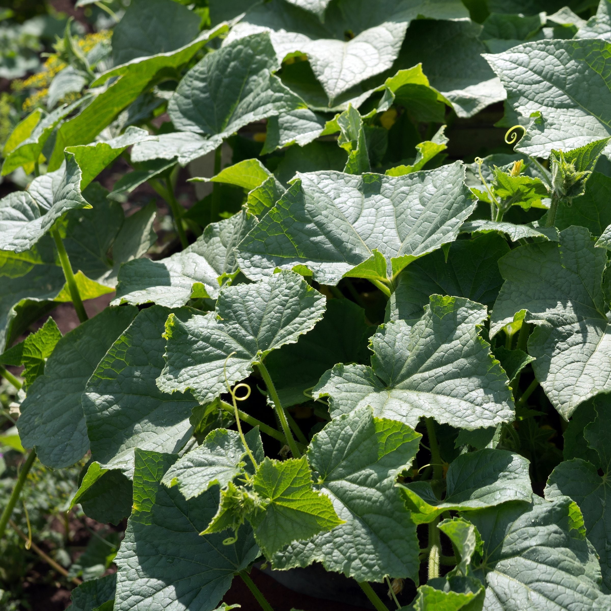 National Plant Network LW2585 Vegetable-Plants - View #8
